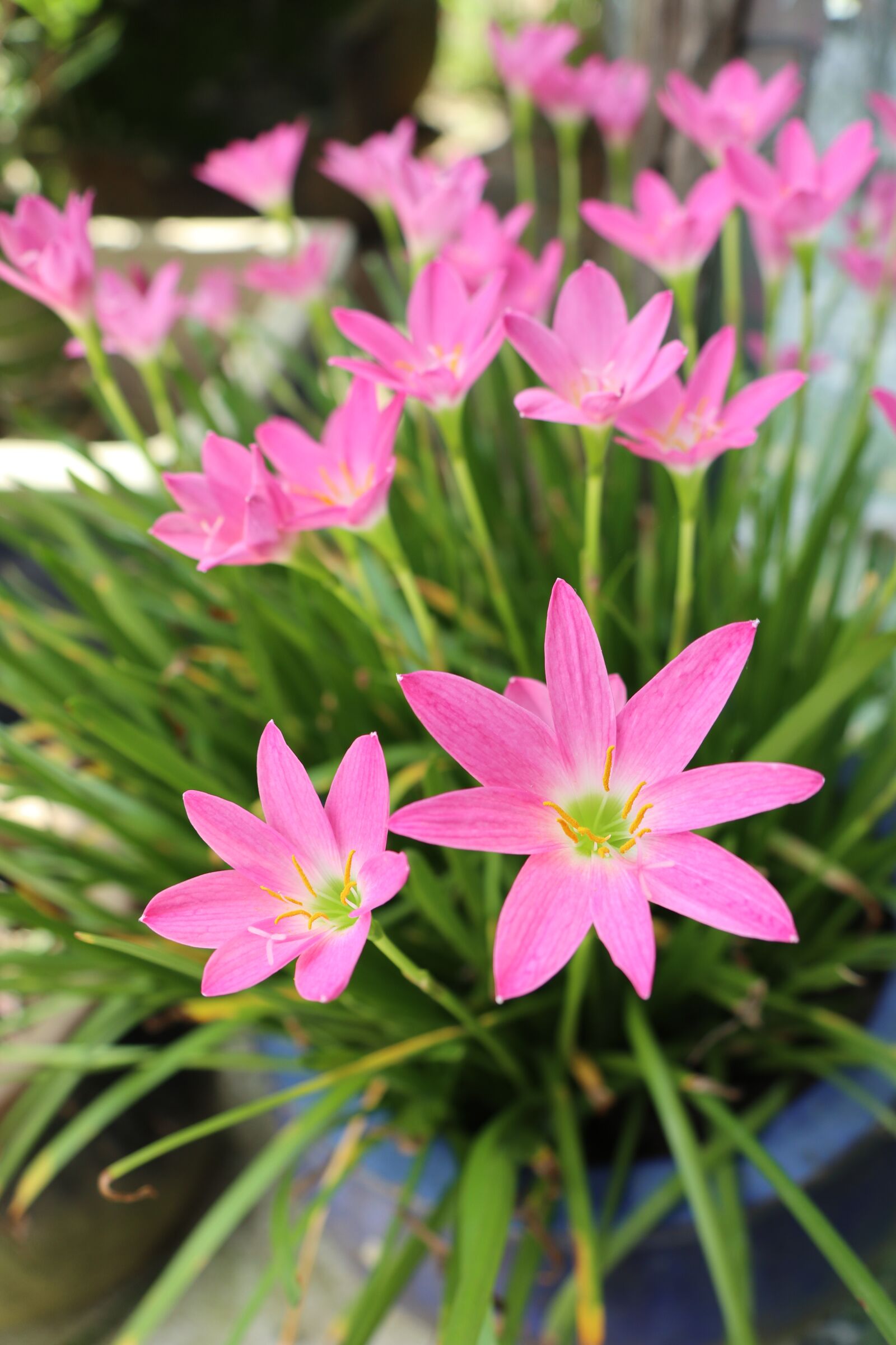 Canon EOS M6 sample photo. Bloom, firework, pink flowers photography