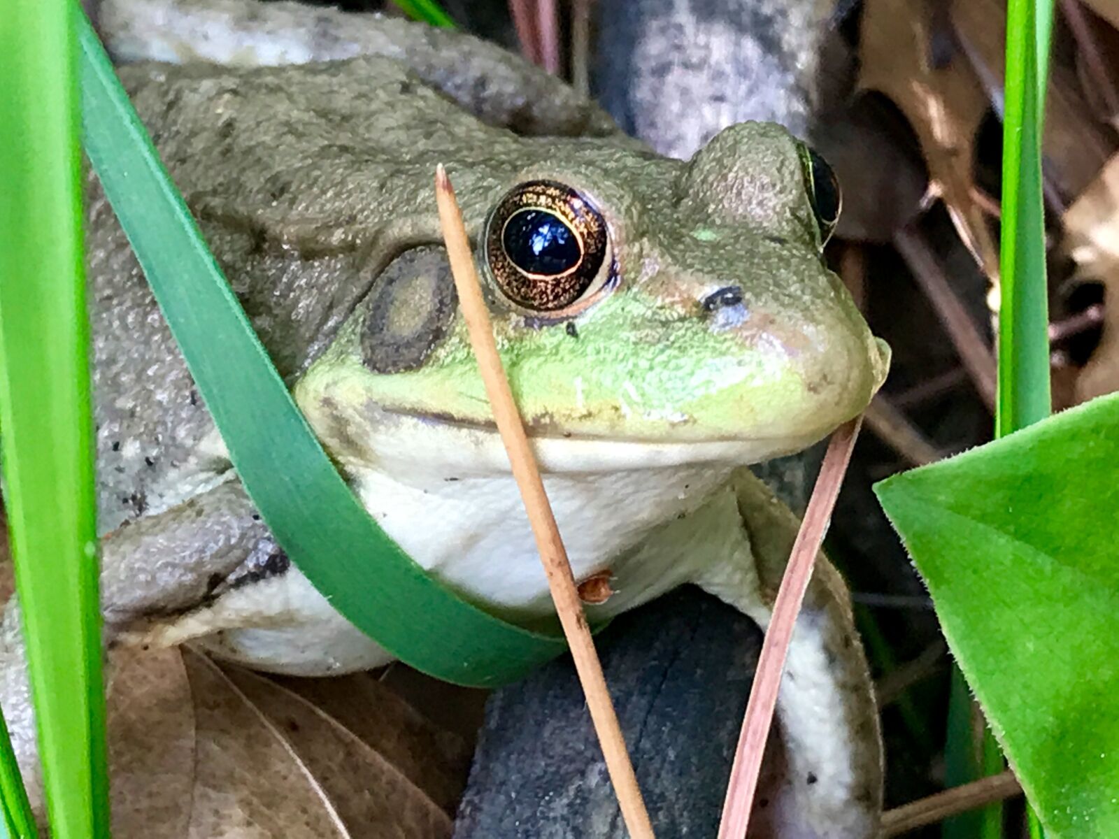 iPhone 7 Plus back dual camera 3.99mm f/1.8 sample photo. Frog, minnesota, eyes photography