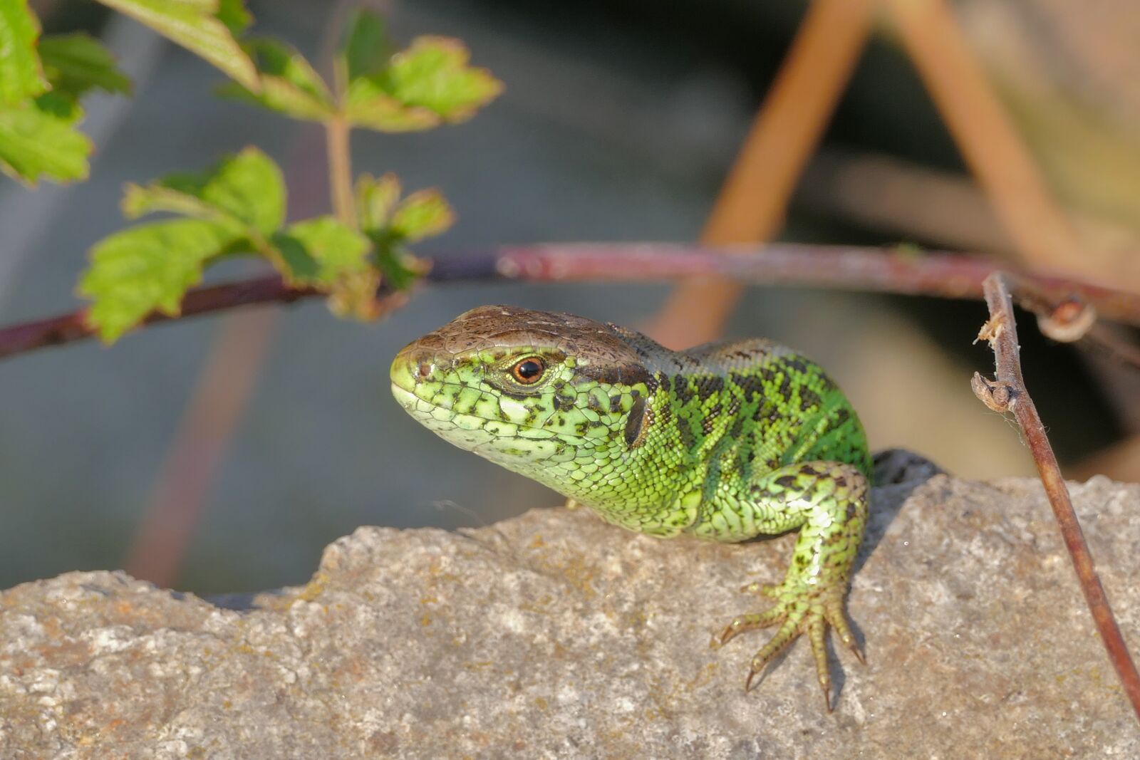 Panasonic Lumix DMC-FZ1000 sample photo. The lizard, reptile, rock photography