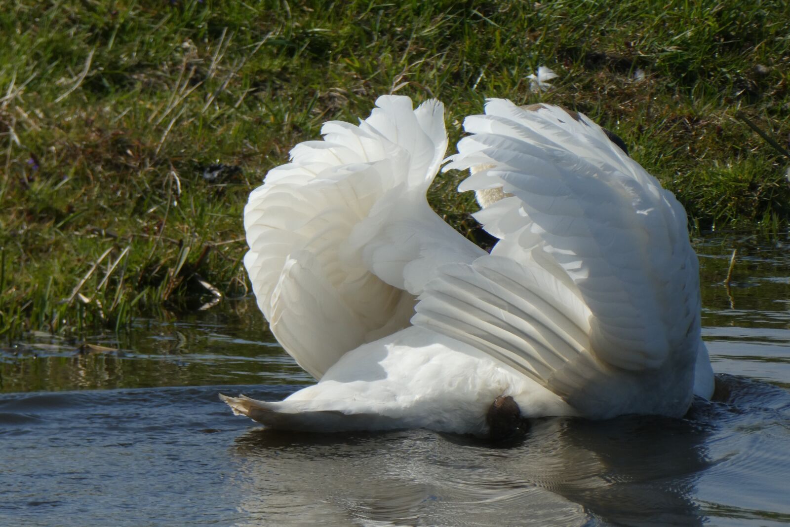Panasonic Lumix DC-ZS70 (Lumix DC-TZ90) sample photo. Swan, feathers, plumage photography