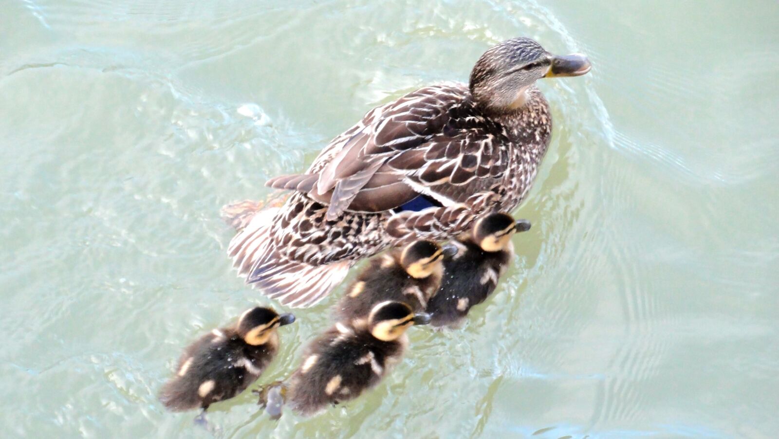 Sony DSC-HX5V sample photo. Family, ducks, mallard photography