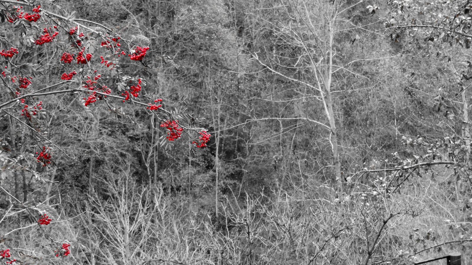 Sony Cyber-shot DSC-HX9V sample photo. Black white, fruits of photography