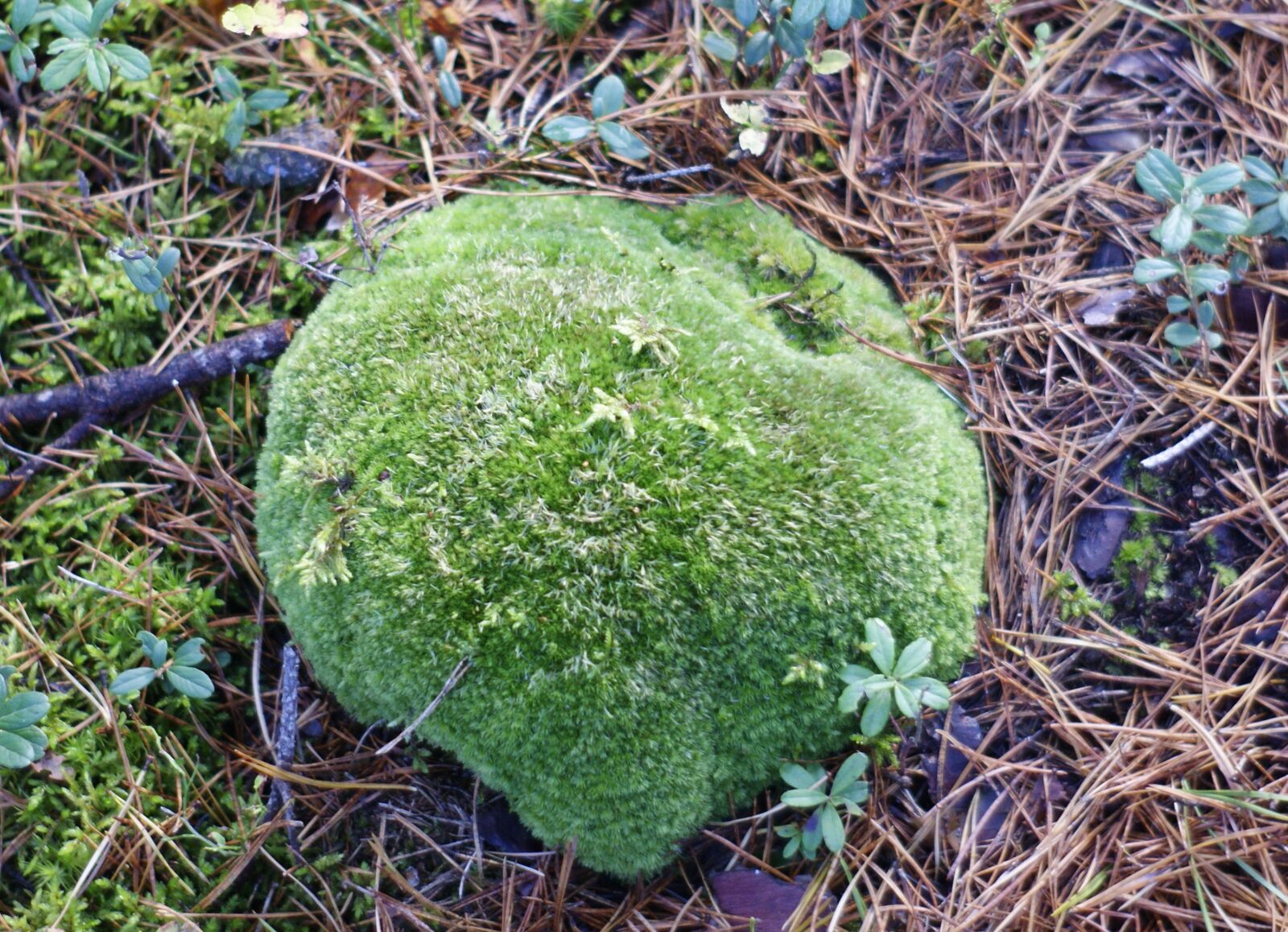 Sony Alpha DSLR-A290 sample photo. Moss, forest, trees photography