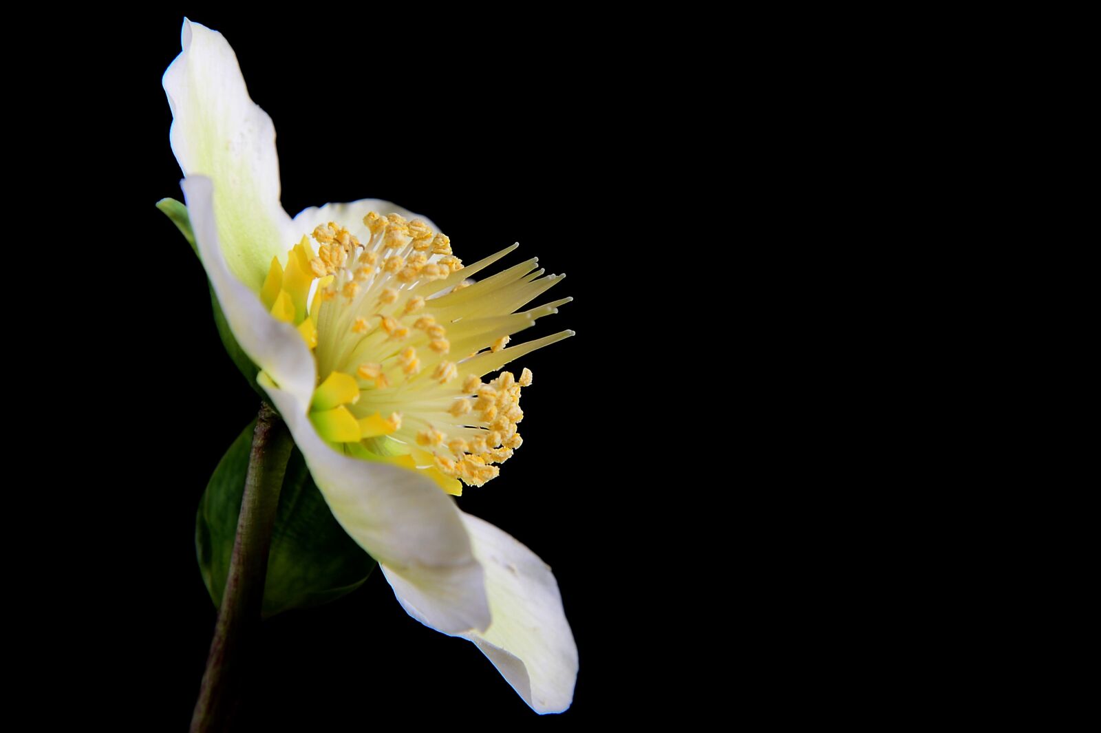 Nikon D4 sample photo. Christmas, flower, plant photography