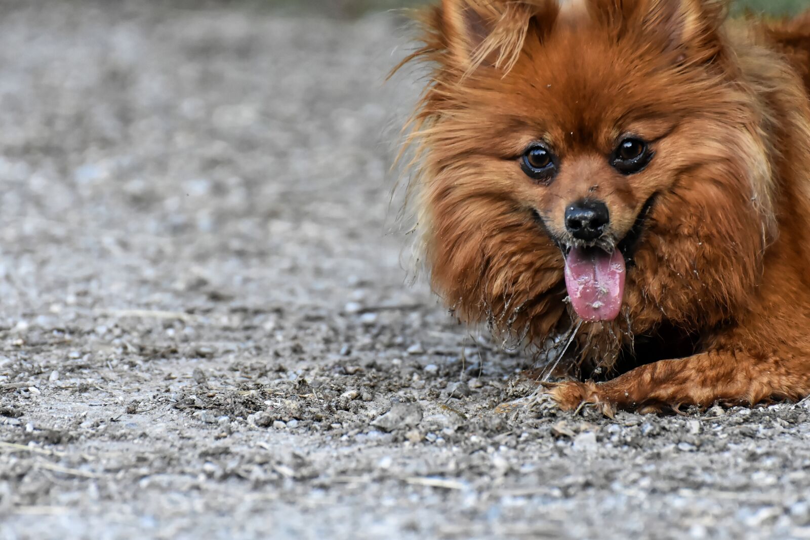 Nikon D7200 sample photo. Dwarf spitz, dog, cute photography