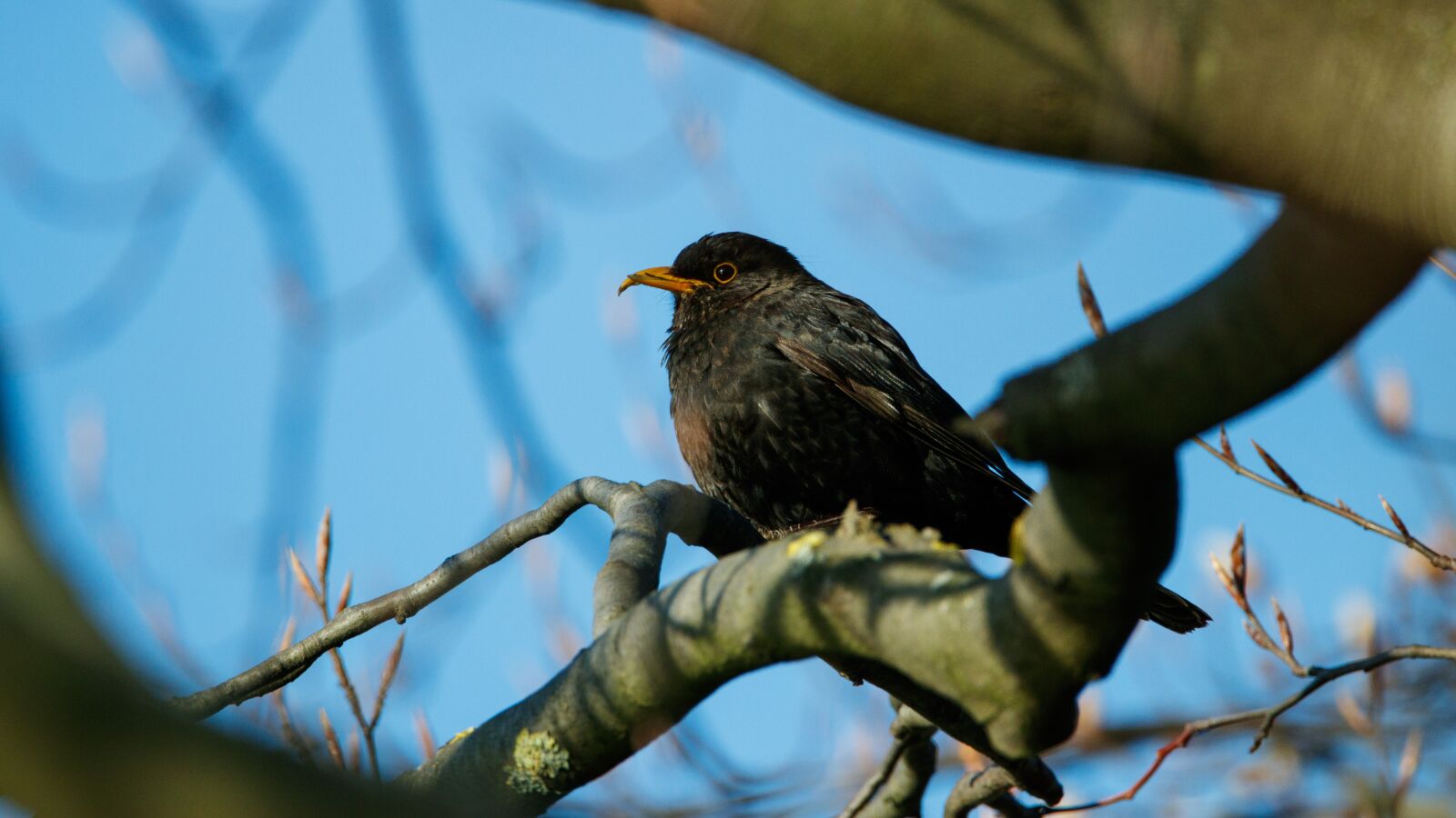 150-600mm F5-6.3 DG OS HSM | Contemporary 015 sample photo. Tit, branch, bill photography