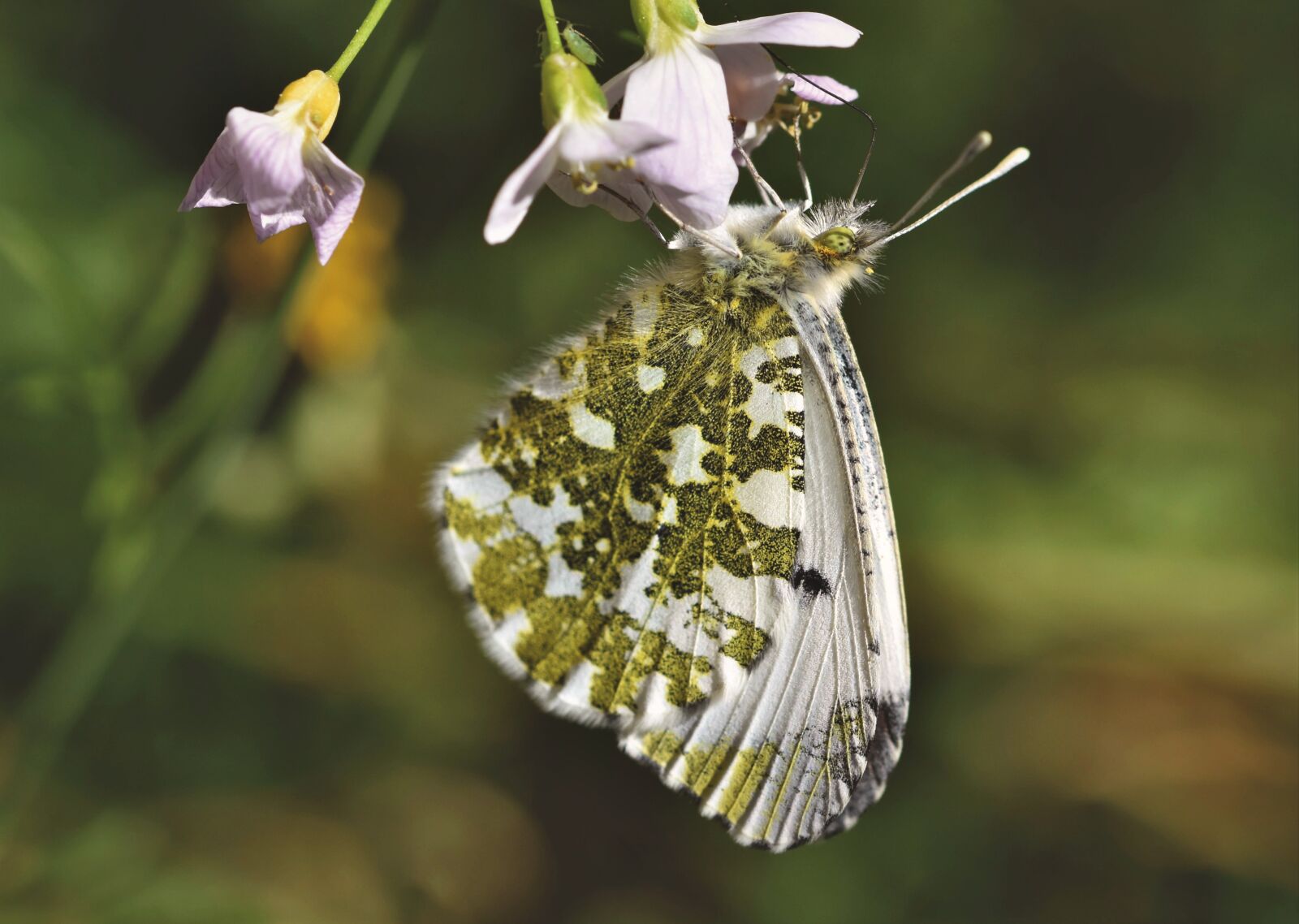 Nikon D7200 sample photo. Aurora butterfly, butterfly, insect photography