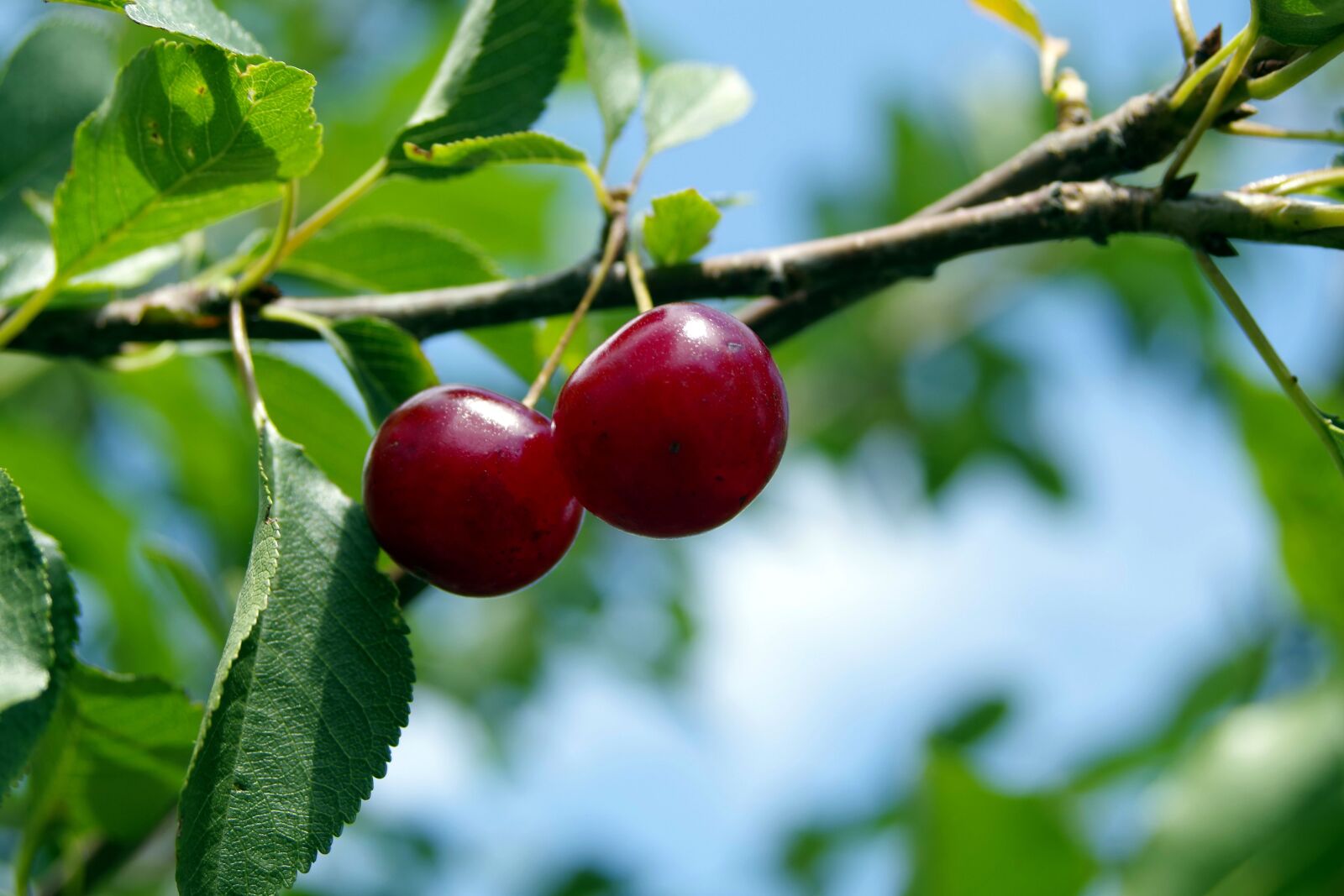Pentax K-S2 sample photo. Cherry, cherries, fruit photography