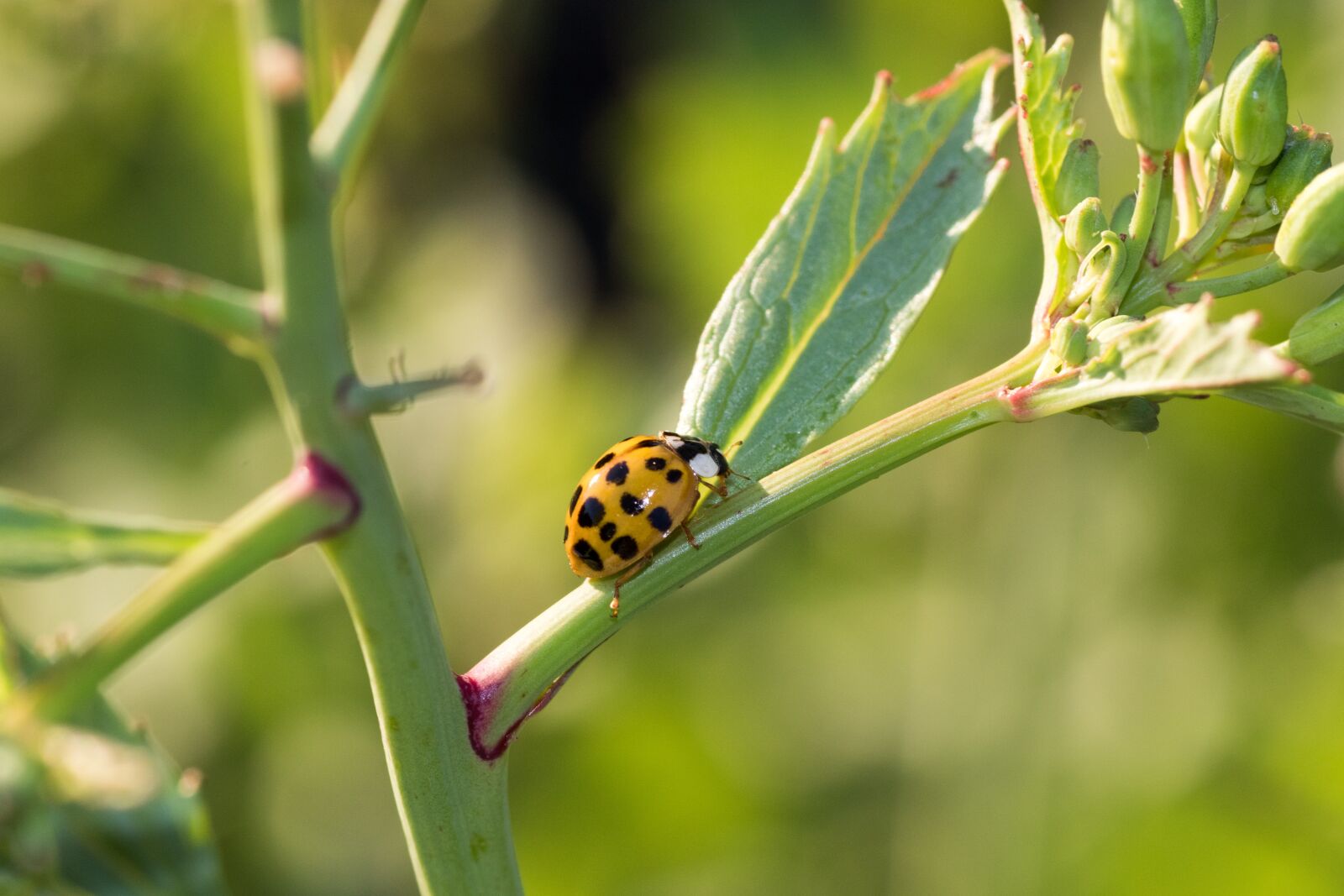 Canon EOS 7D Mark II sample photo. Ladybug, macro, close up photography