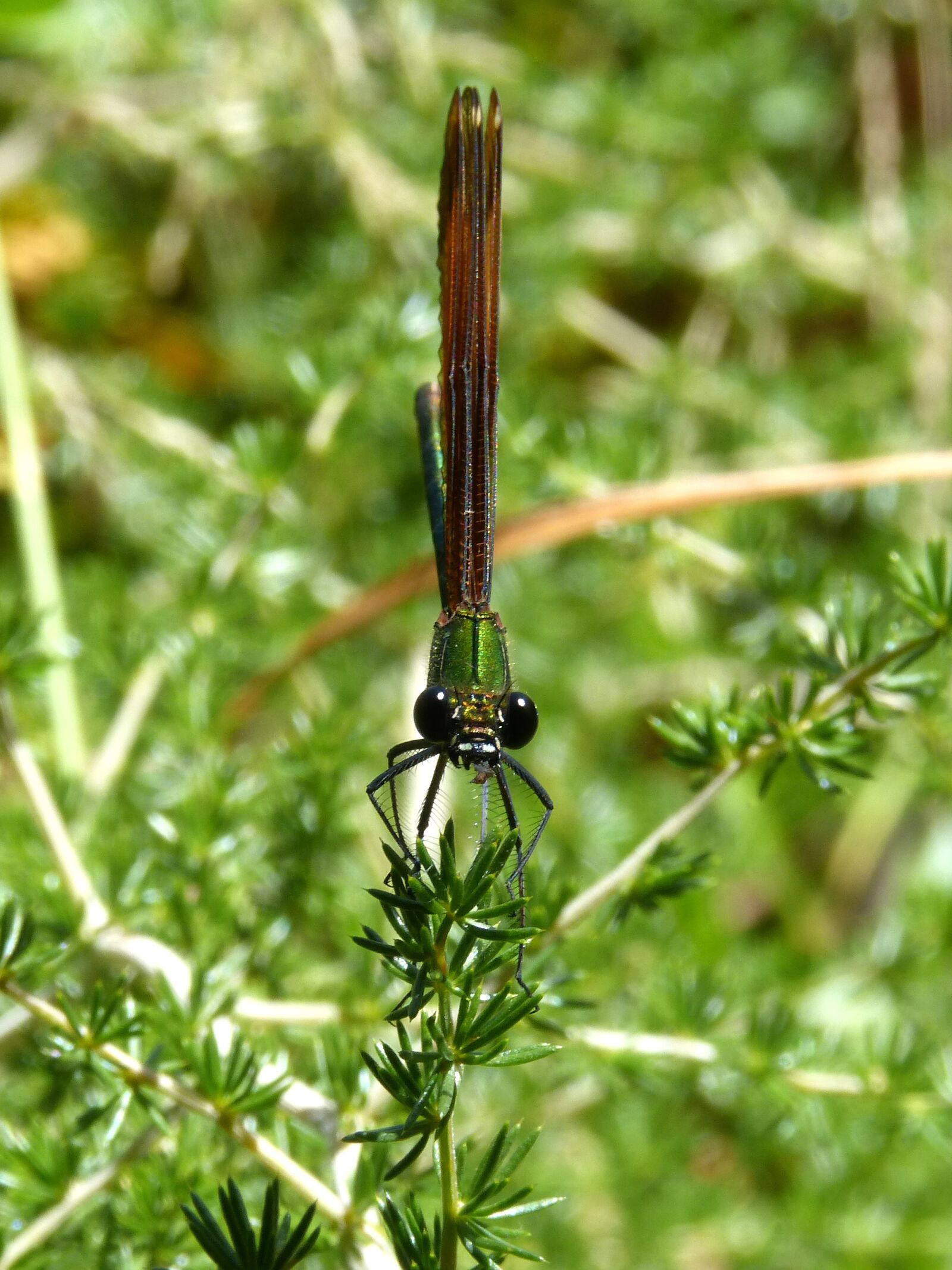 Panasonic DMC-FZ62 sample photo. Dragonfly, black dragonfly, translucent photography