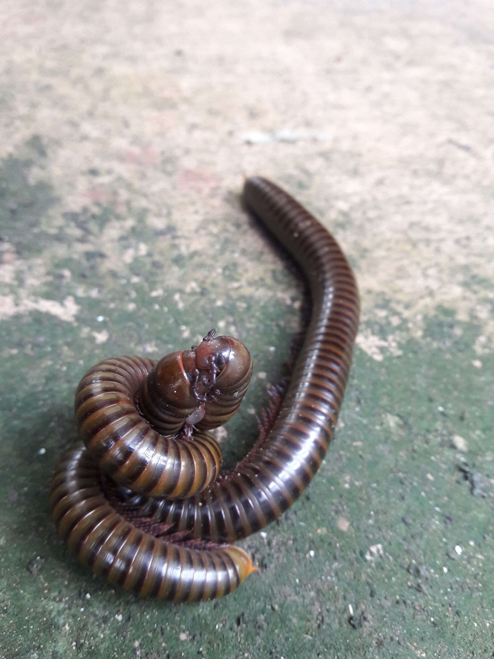 Samsung Galaxy J7 sample photo. Breed, millipede photography