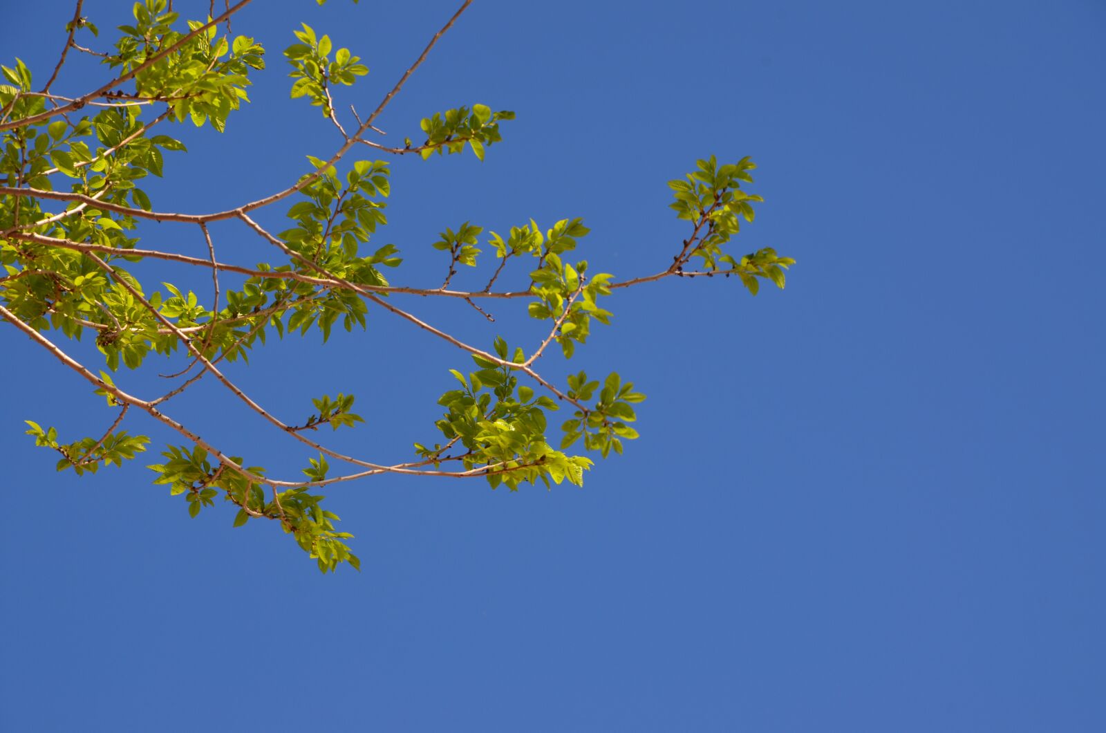 Nikon D5100 sample photo. Tree, nature, sky photography