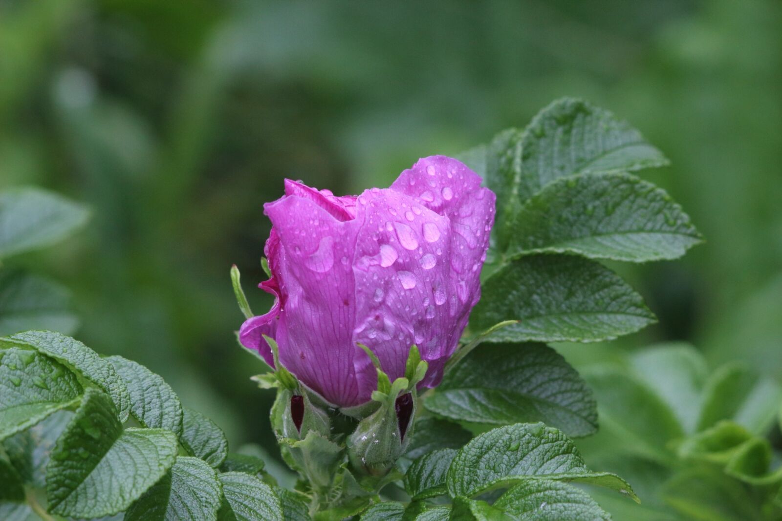 Canon EOS 1200D (EOS Rebel T5 / EOS Kiss X70 / EOS Hi) sample photo. Nature, sheet, plant photography