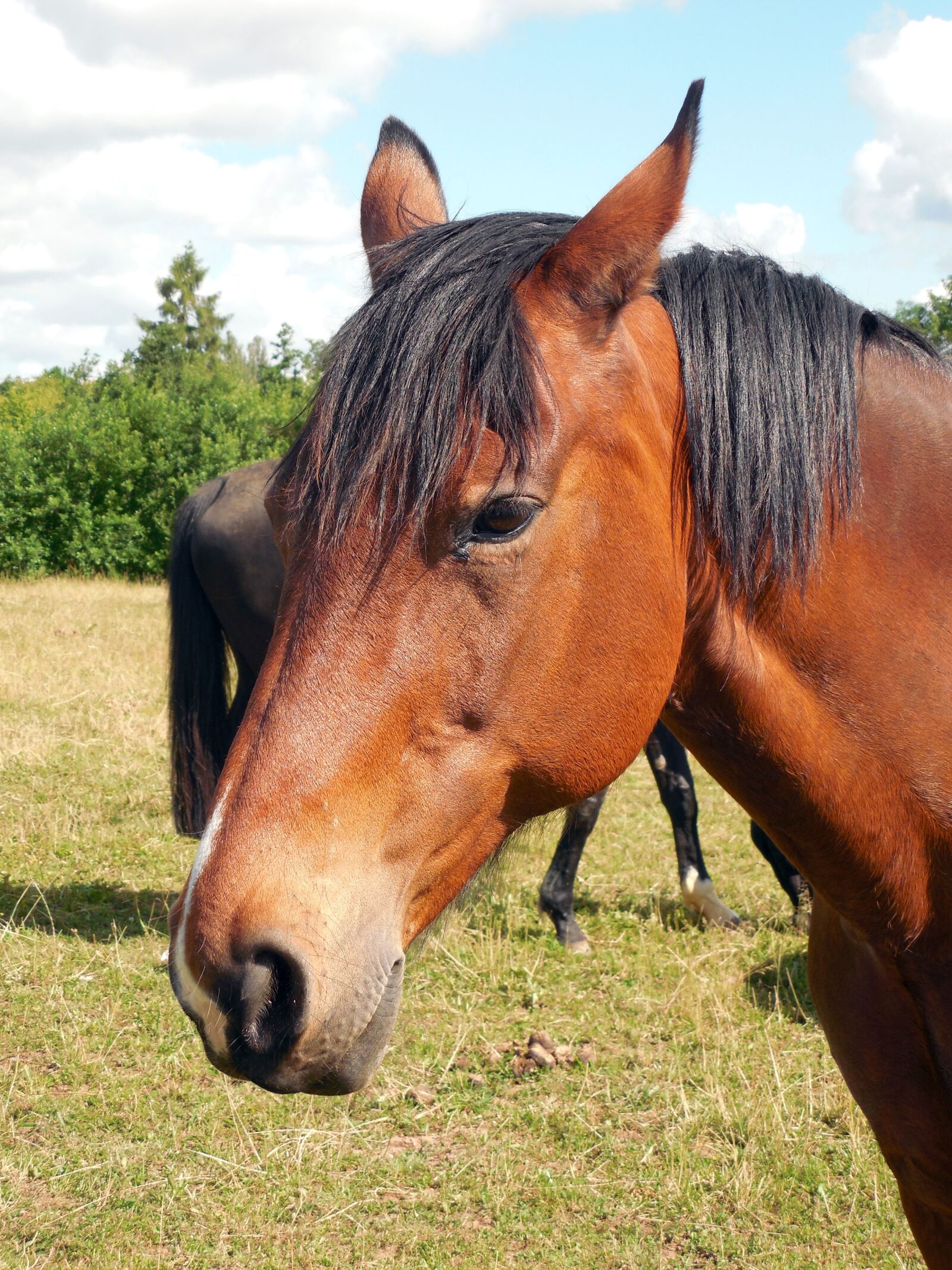 Nikon COOLPIX L620 sample photo. Horse, horse head, nostrils photography