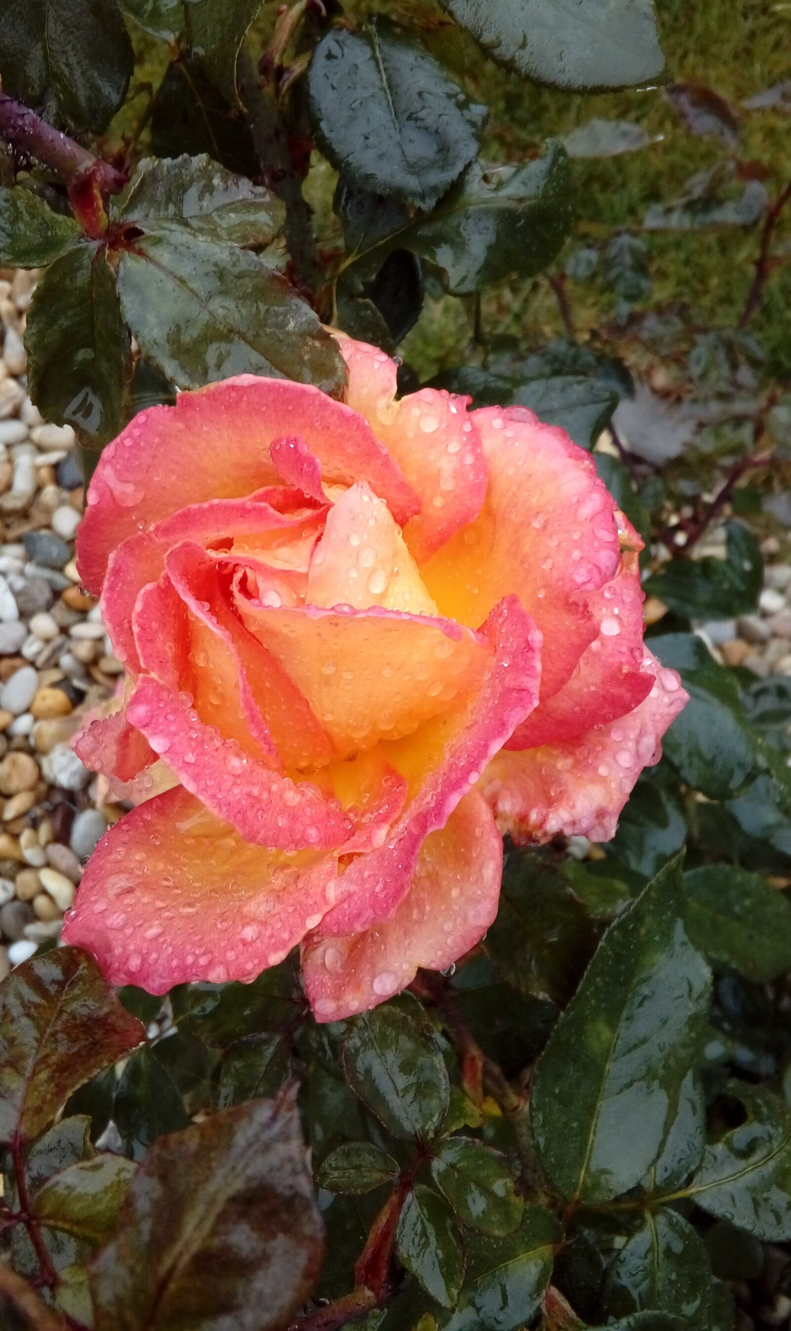 LG K350N sample photo. Rose, flowers, garden photography