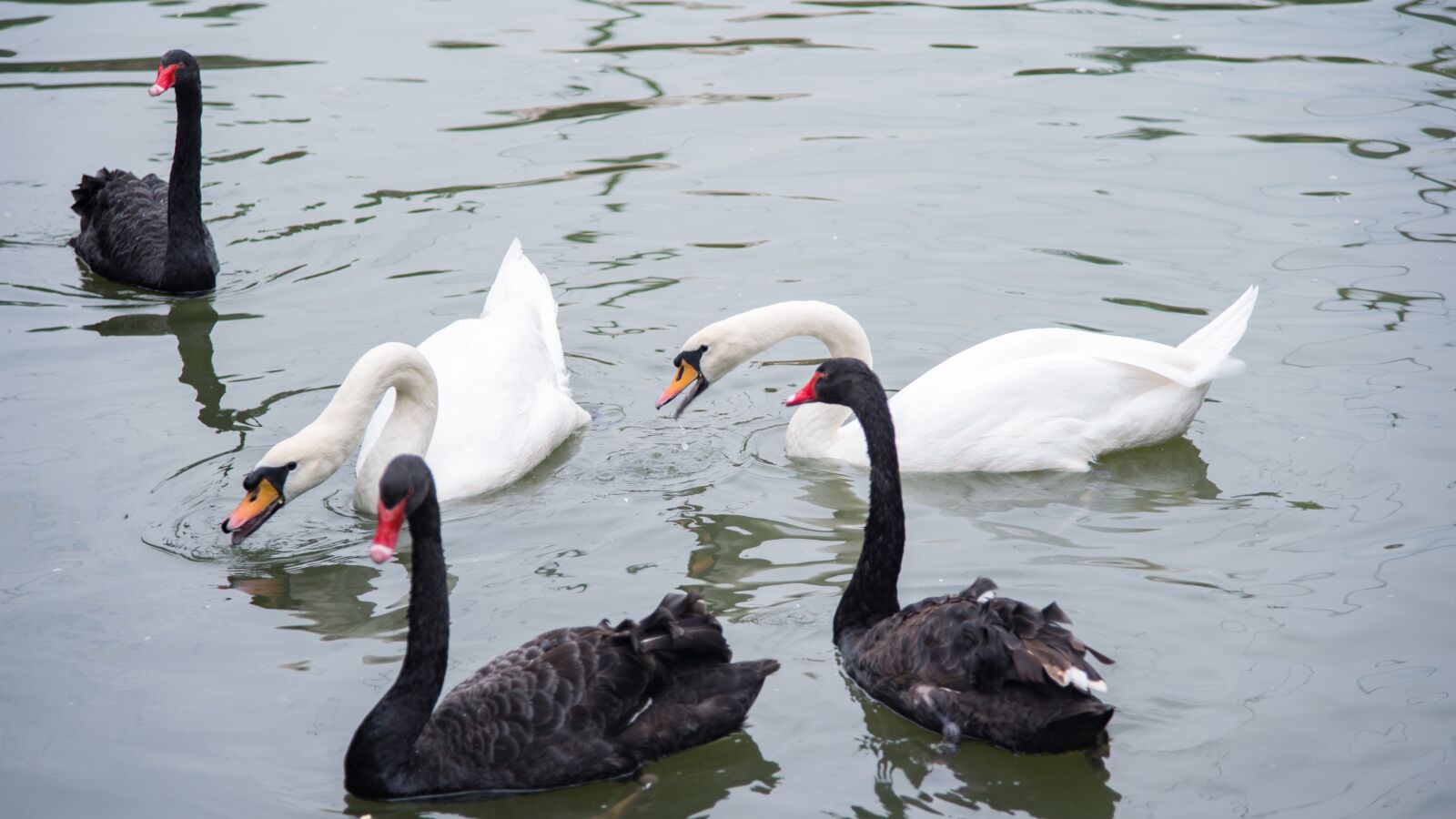 Nikon D750 sample photo. Animal, swan, goose photography