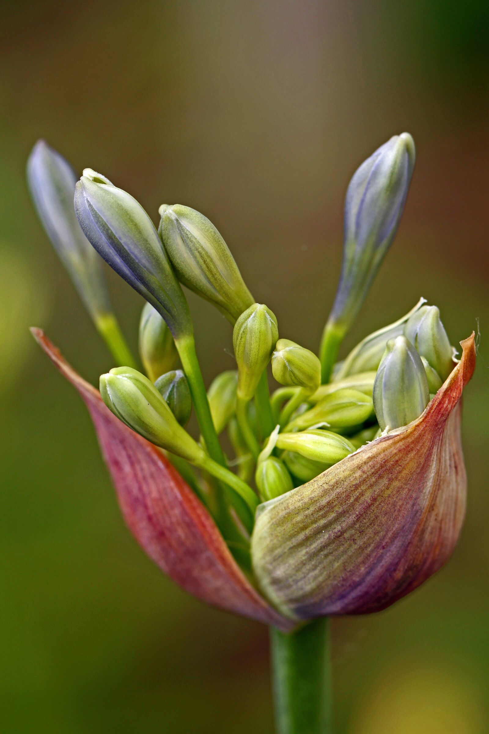 Canon EOS 500D (EOS Rebel T1i / EOS Kiss X3) sample photo. Agapanthus, lily of the photography