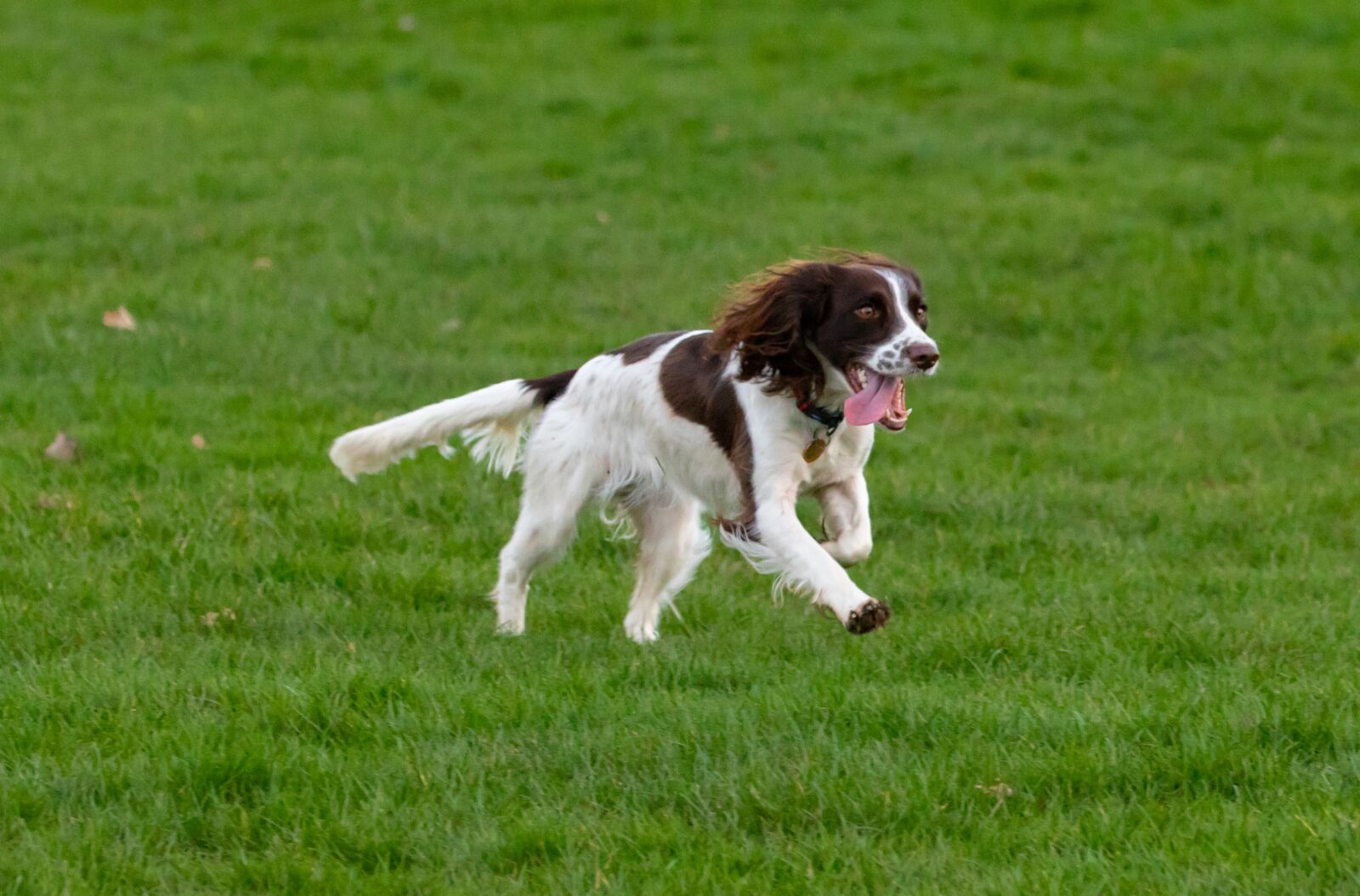 Canon EOS 7D Mark II sample photo. Springer spaniel, spaniel, dog photography