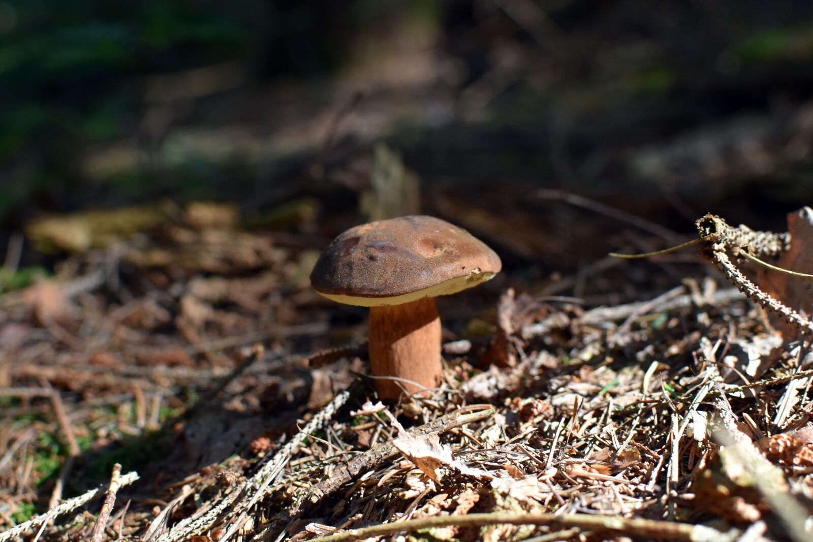 Nikon D3500 sample photo. Mushroom, wild mushrooms, mushrooms photography