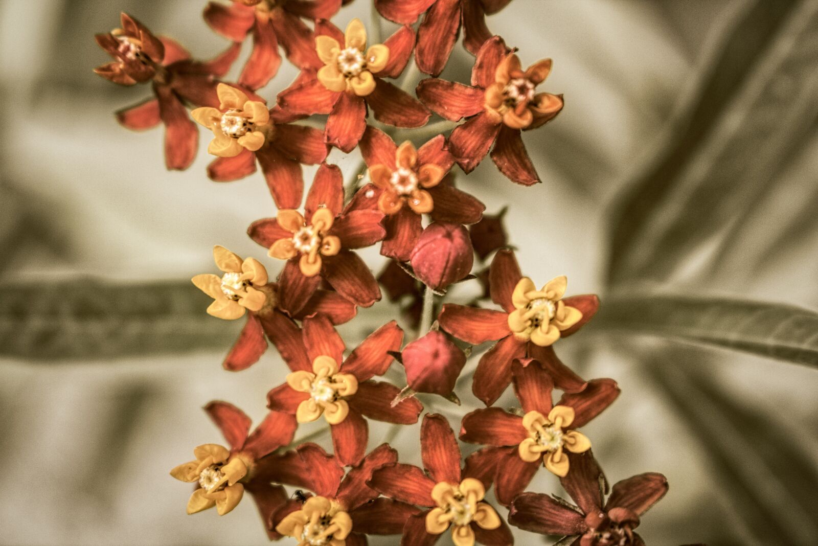 Canon EOS 750D (EOS Rebel T6i / EOS Kiss X8i) sample photo. Yellow, exotic flower, blossom photography