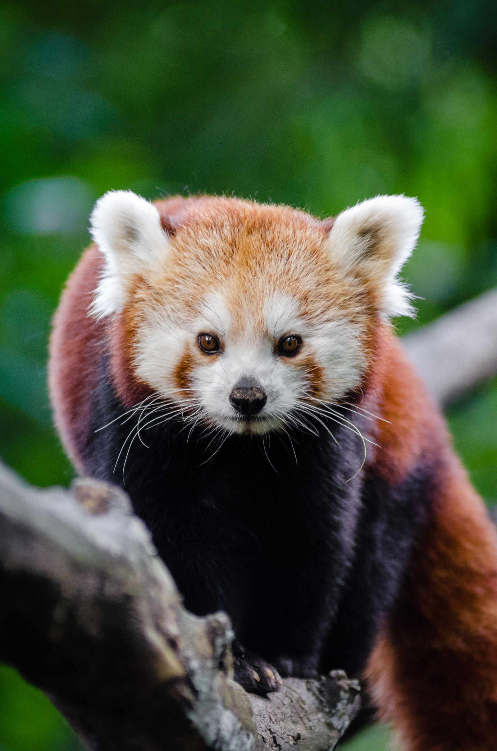 AF Zoom-Nikkor 80-200mm f/2.8 ED sample photo
