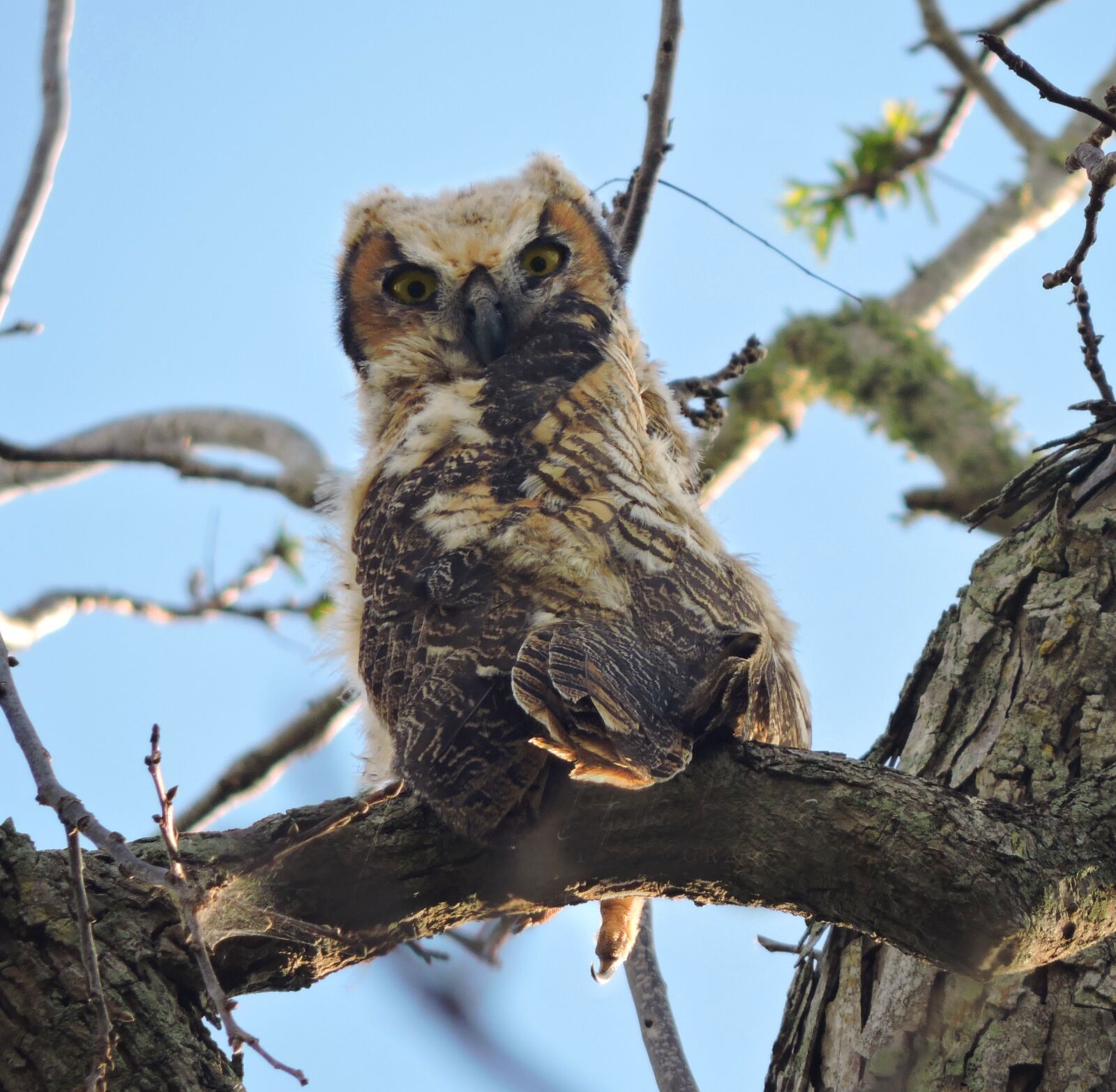 Nikon Coolpix P530 sample photo. Great horned owl, great photography