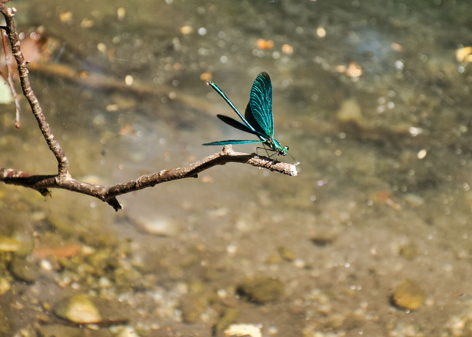 Nikon D5300 sample photo. Demoiselle, close up, dragonfly photography