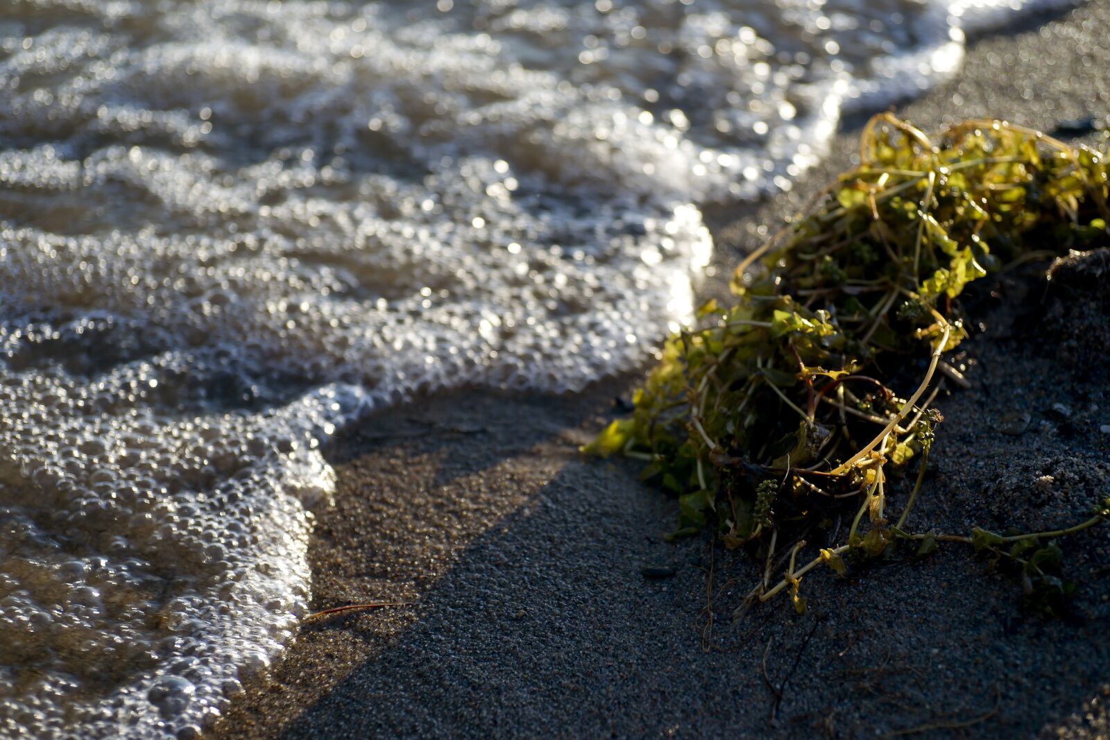Sony Alpha DSLR-A850 sample photo. Water, beach, sand photography