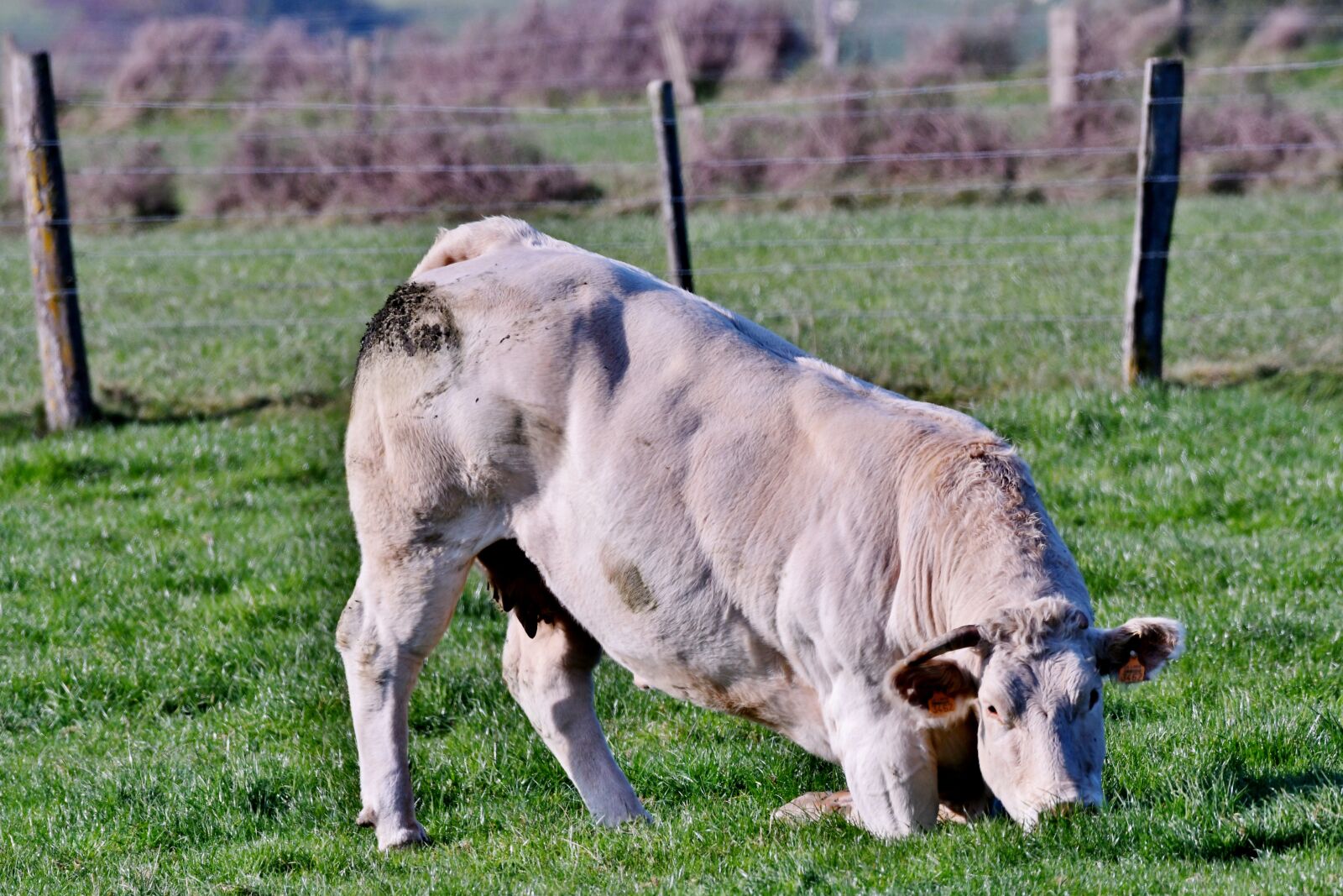 Nikon D500 sample photo. Cow, kneeling, under photography