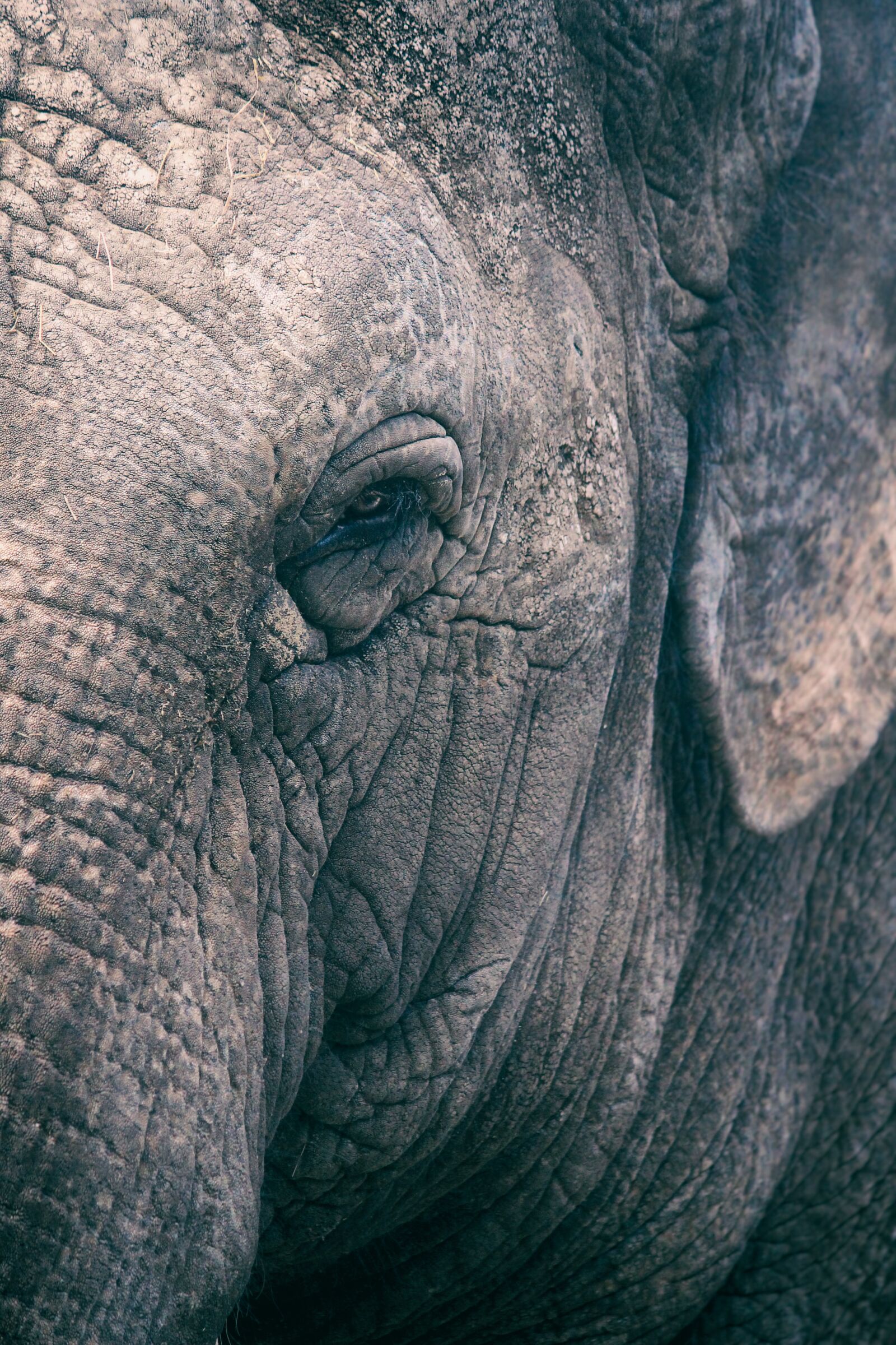 Canon EOS 600D (Rebel EOS T3i / EOS Kiss X5) sample photo. Elephant, animals, mammals photography