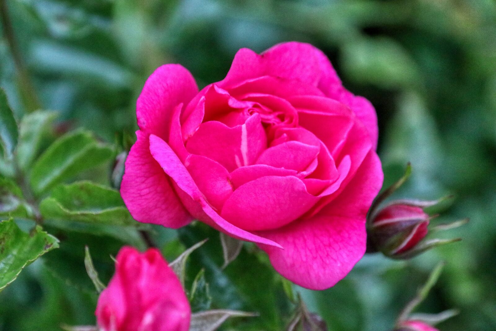 Canon EOS 80D sample photo. Rose, purple, nature photography