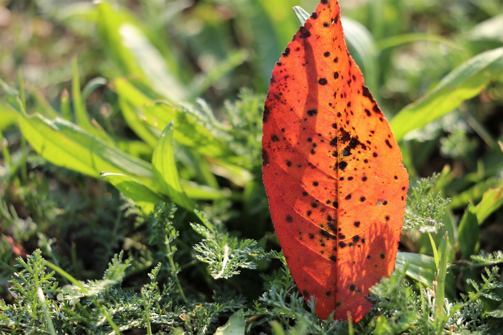 Canon EF 70-300 F4-5.6 IS II USM sample photo. Colorful leaf, grass, transparent photography