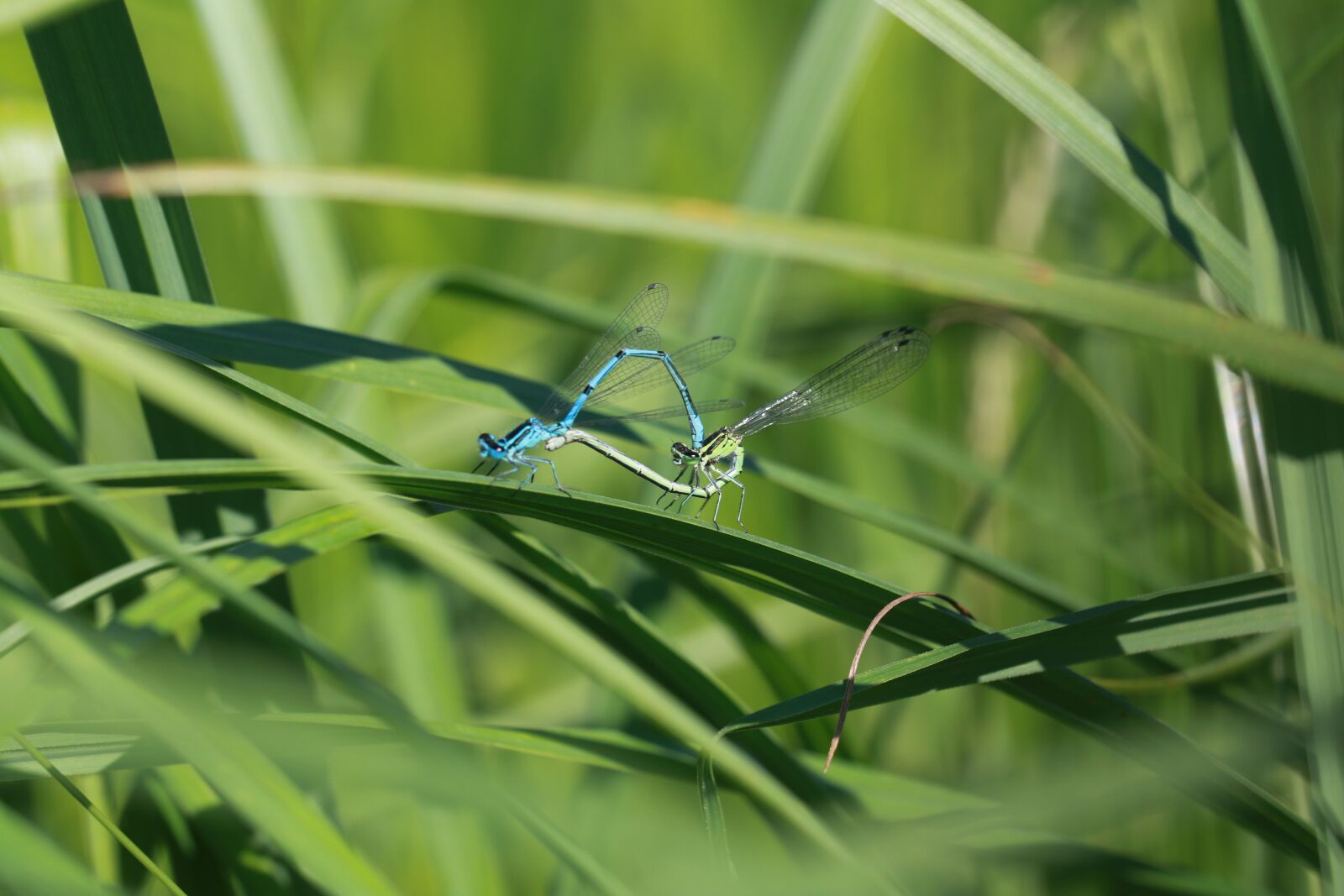 Canon EF 100mm F2.8L Macro IS USM sample photo. Dragonfly, insect, couple photography