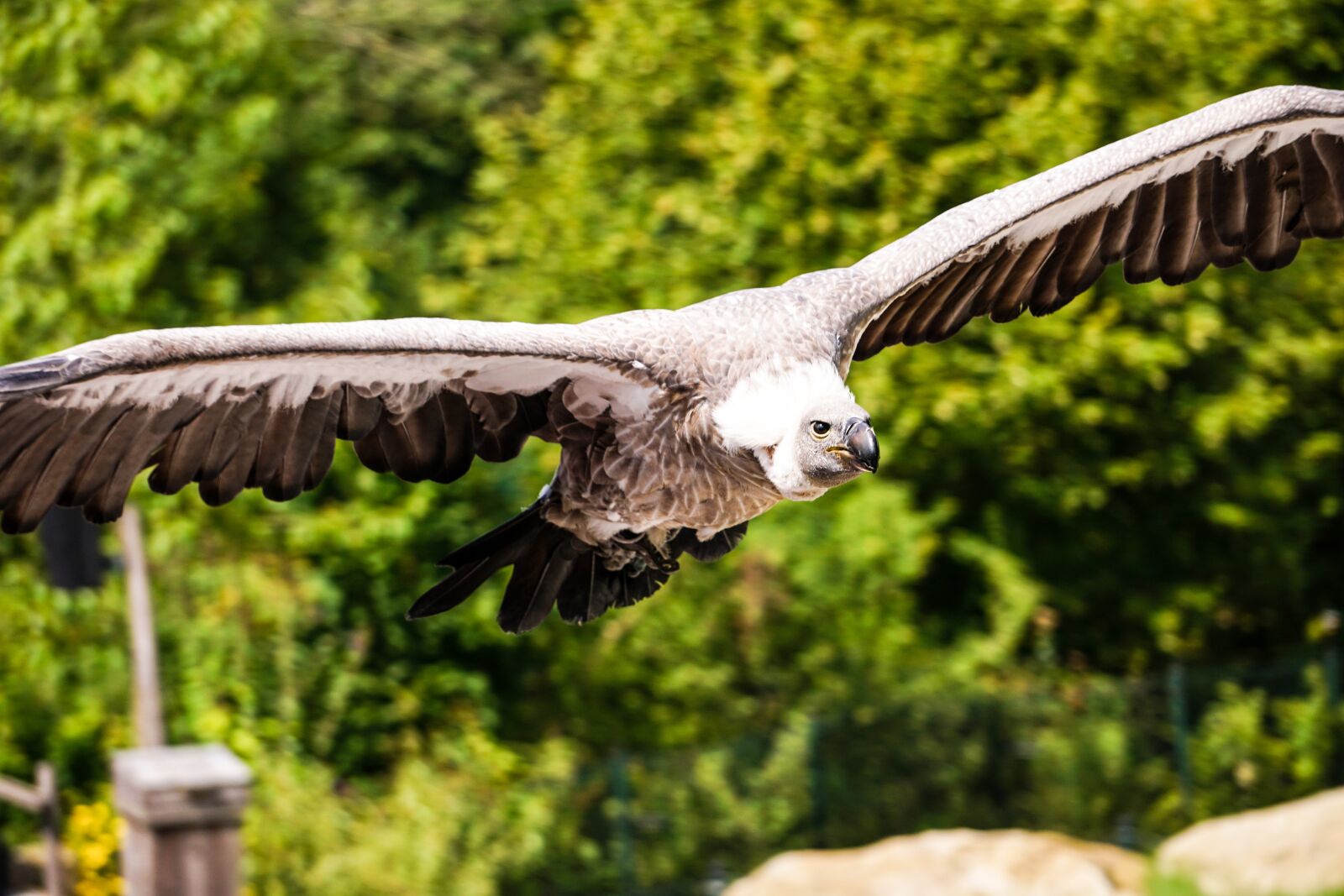 Sony E 55-210mm F4.5-6.3 OSS sample photo. Bird, vulture, gaia zoo photography