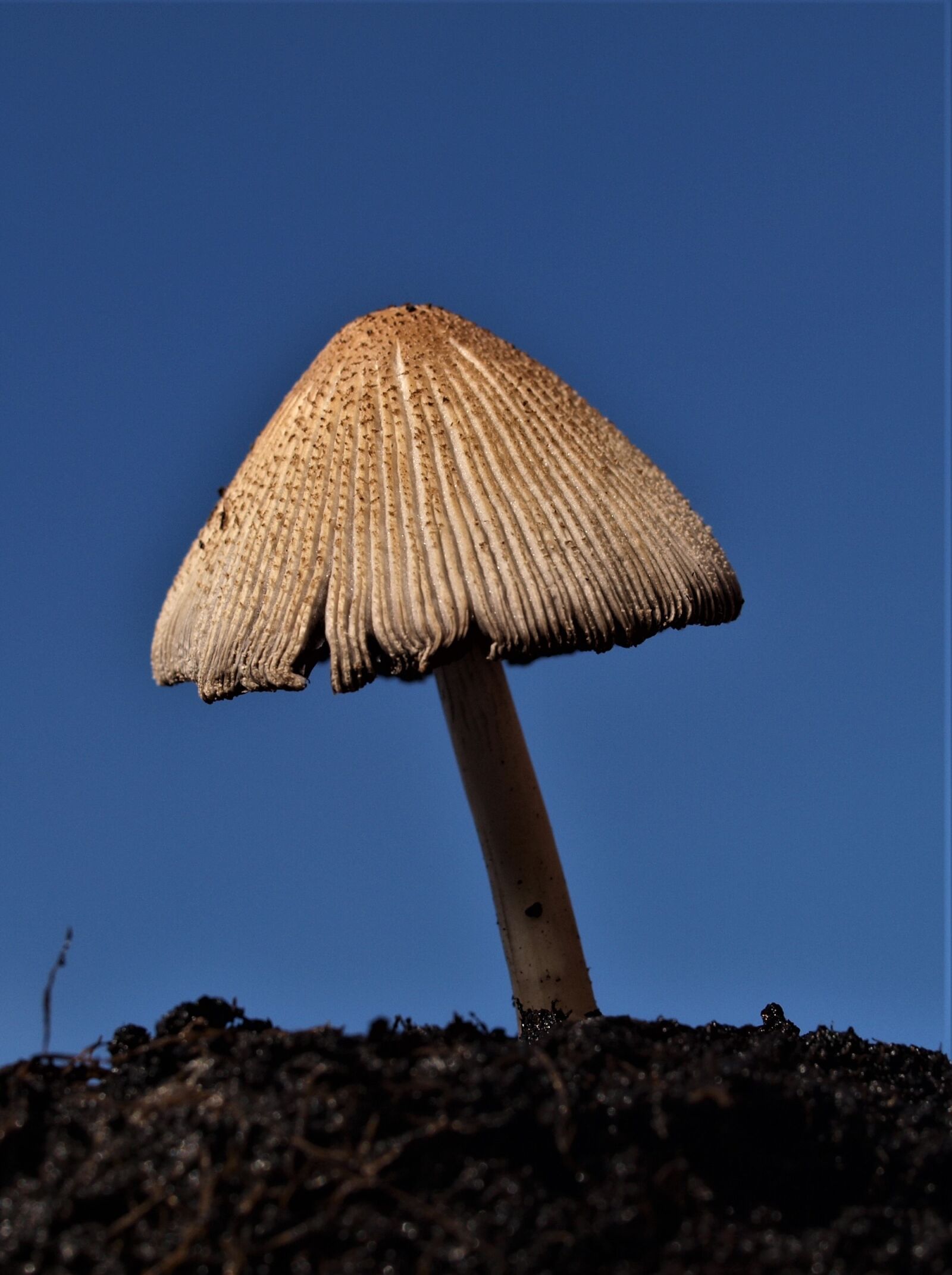 Olympus E-520 (EVOLT E-520) sample photo. Nature, fungus, mushroom photography