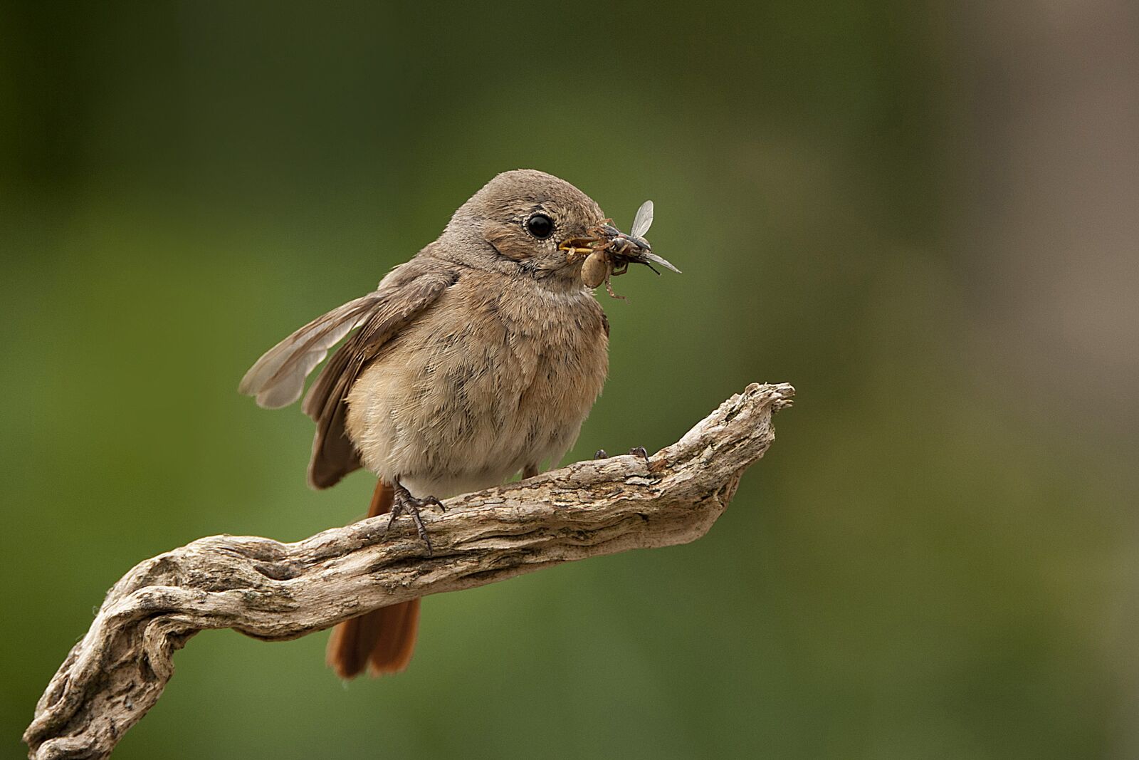 Nikon D700 sample photo. Red-tail, bird, female photography