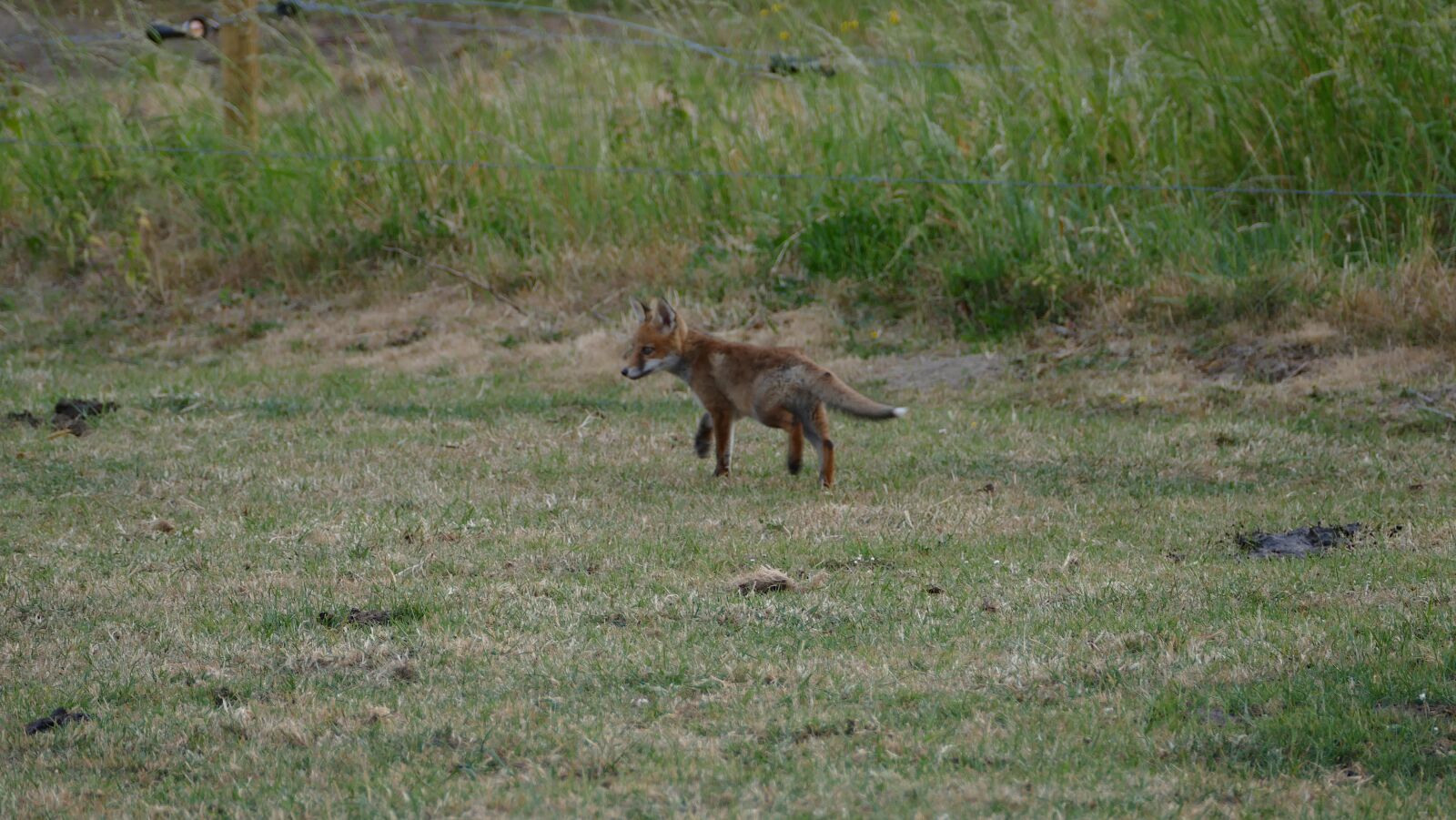 Panasonic Lumix DMC-FZ1000 sample photo. Fox, animal, nature photography