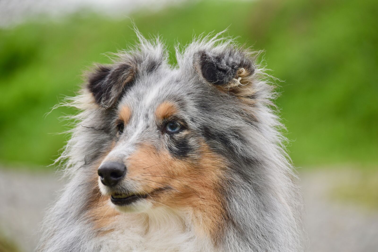 Nikon D5600 sample photo. Dog, bitch, shetland sheepdog photography