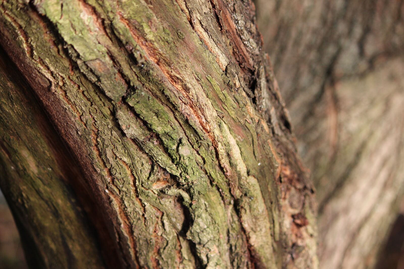 Canon EOS 600D (Rebel EOS T3i / EOS Kiss X5) sample photo. Tree, light, bark photography