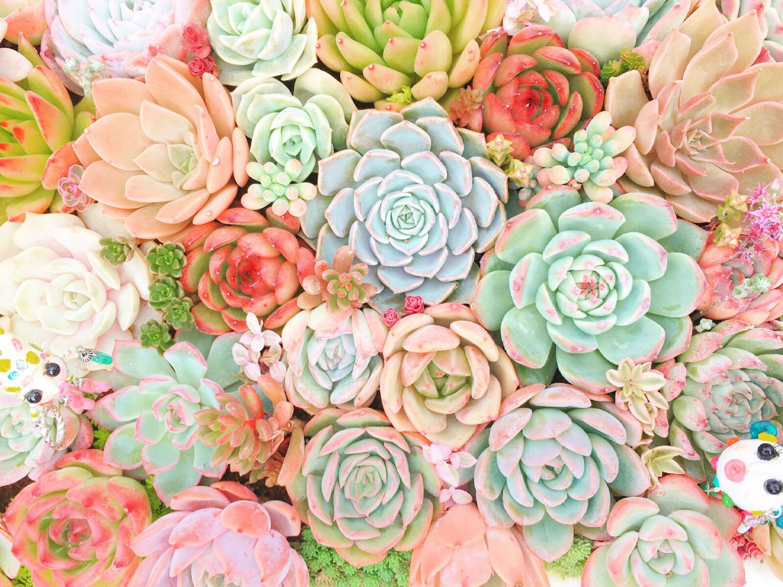 Apple iPhone 6s sample photo. Succulents, plant, natural photography