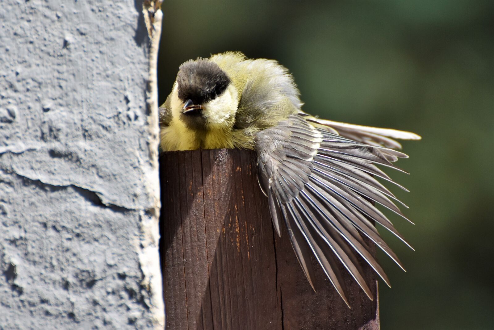Nikon D7200 sample photo. Tit, songbird, small bird photography