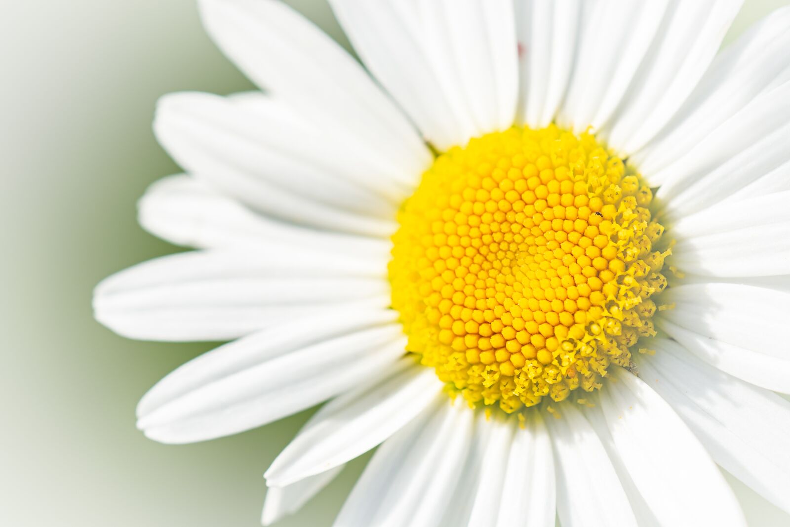 Nikon D7100 sample photo. Marguerite, flower, white photography