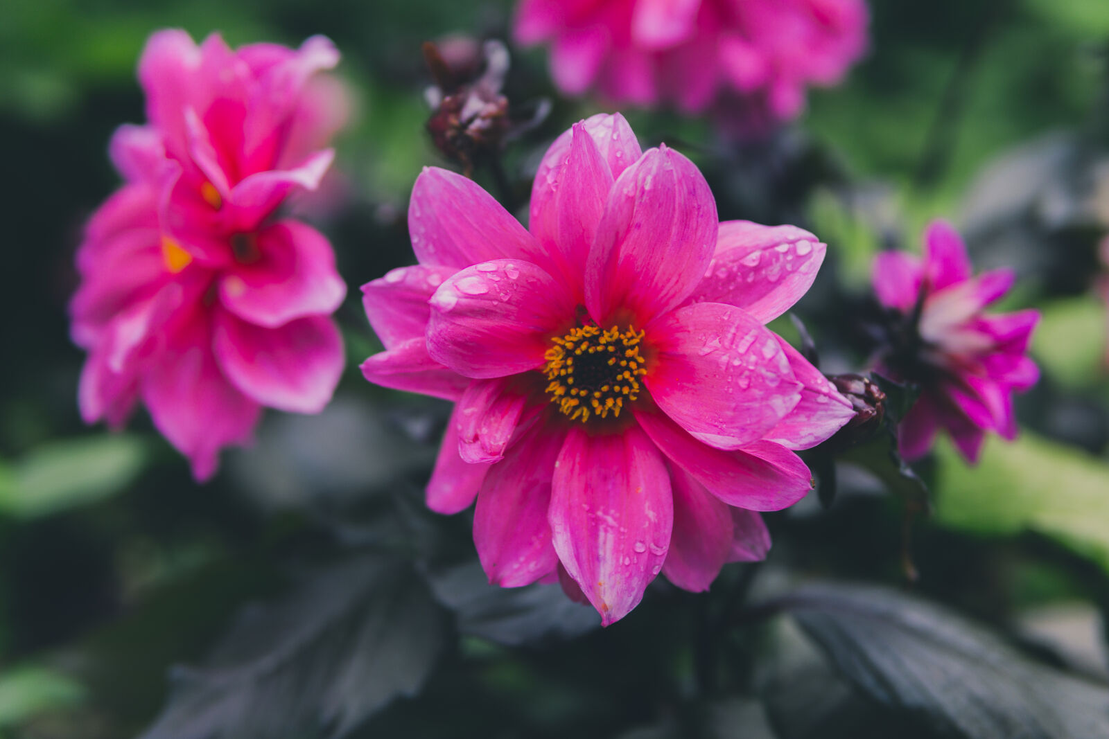 30mm F1.4 DC DN | Contemporary 016 sample photo