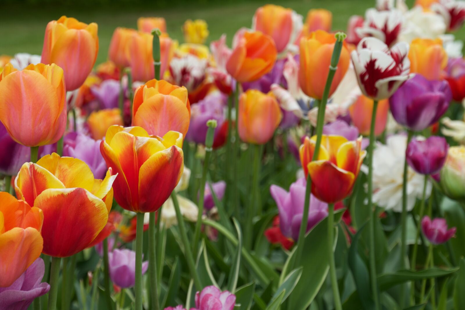 Nikon D610 sample photo. Flowers, tulips, spring photography
