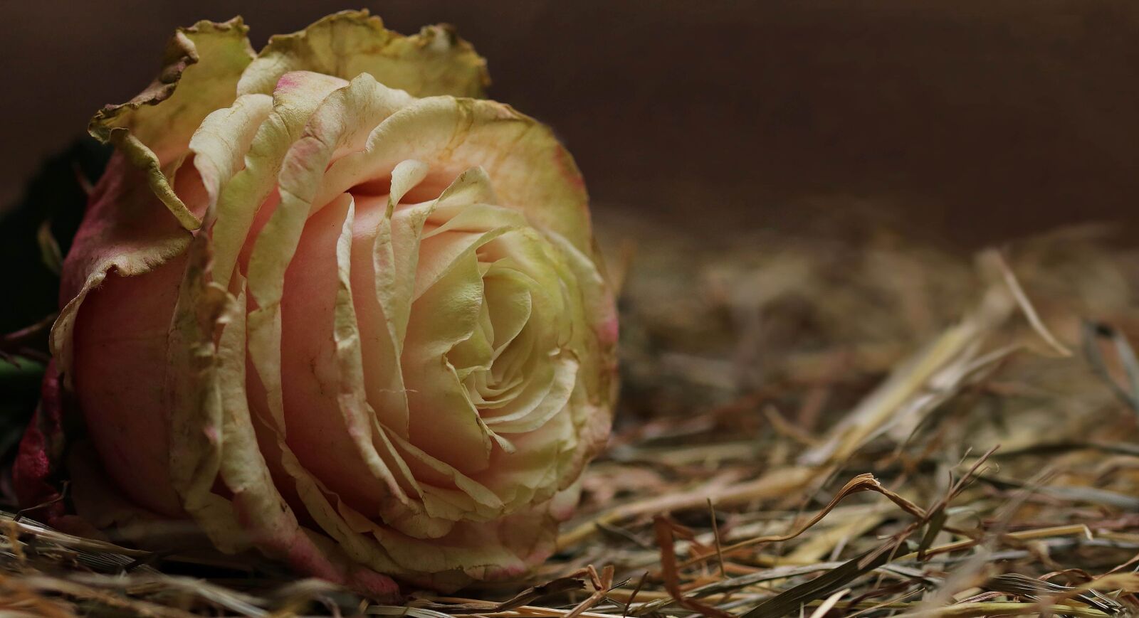 Canon EOS 80D sample photo. Nature, herb, plant, rose photography