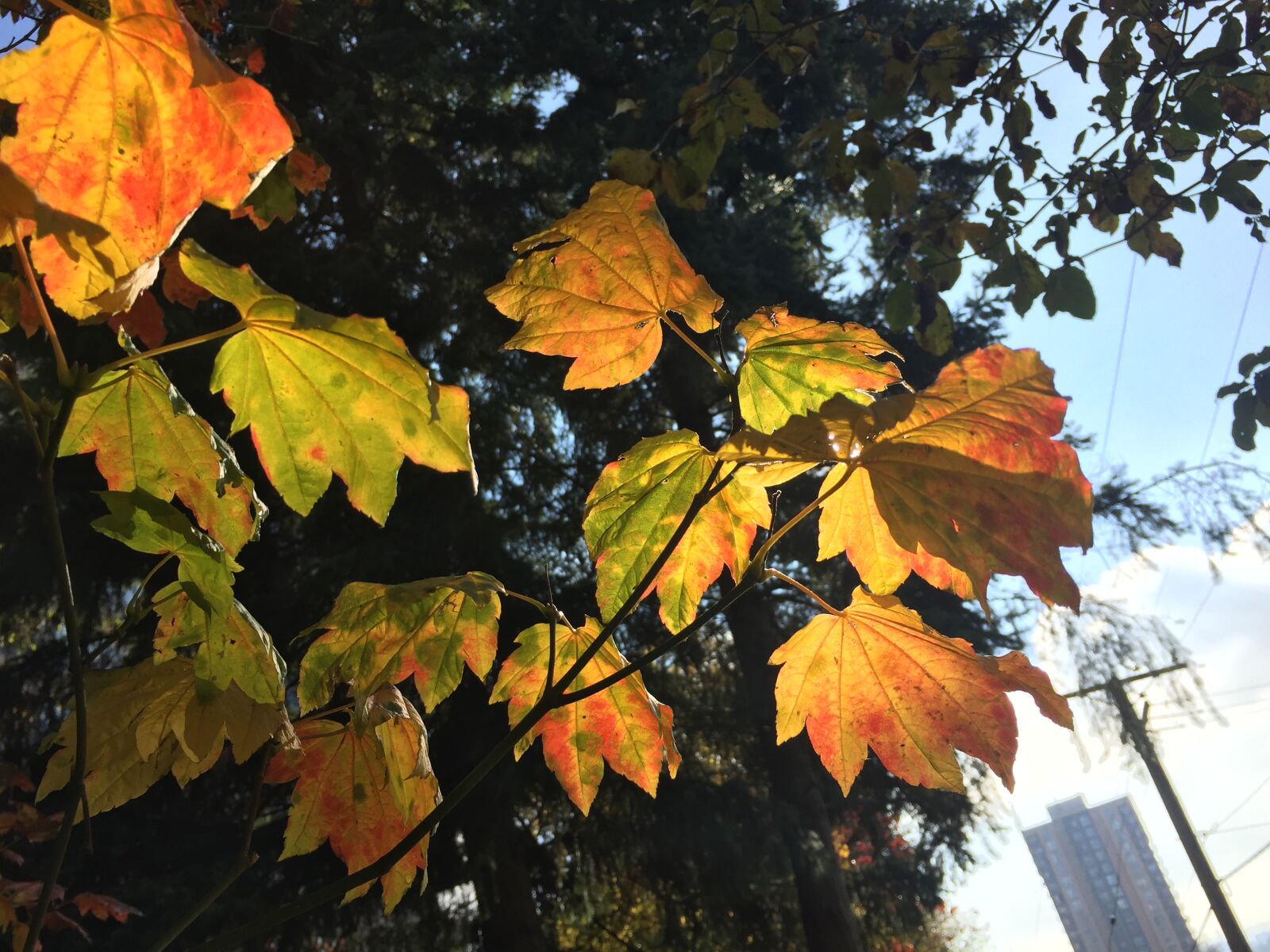 iPhone 6 back camera 4.15mm f/2.2 sample photo