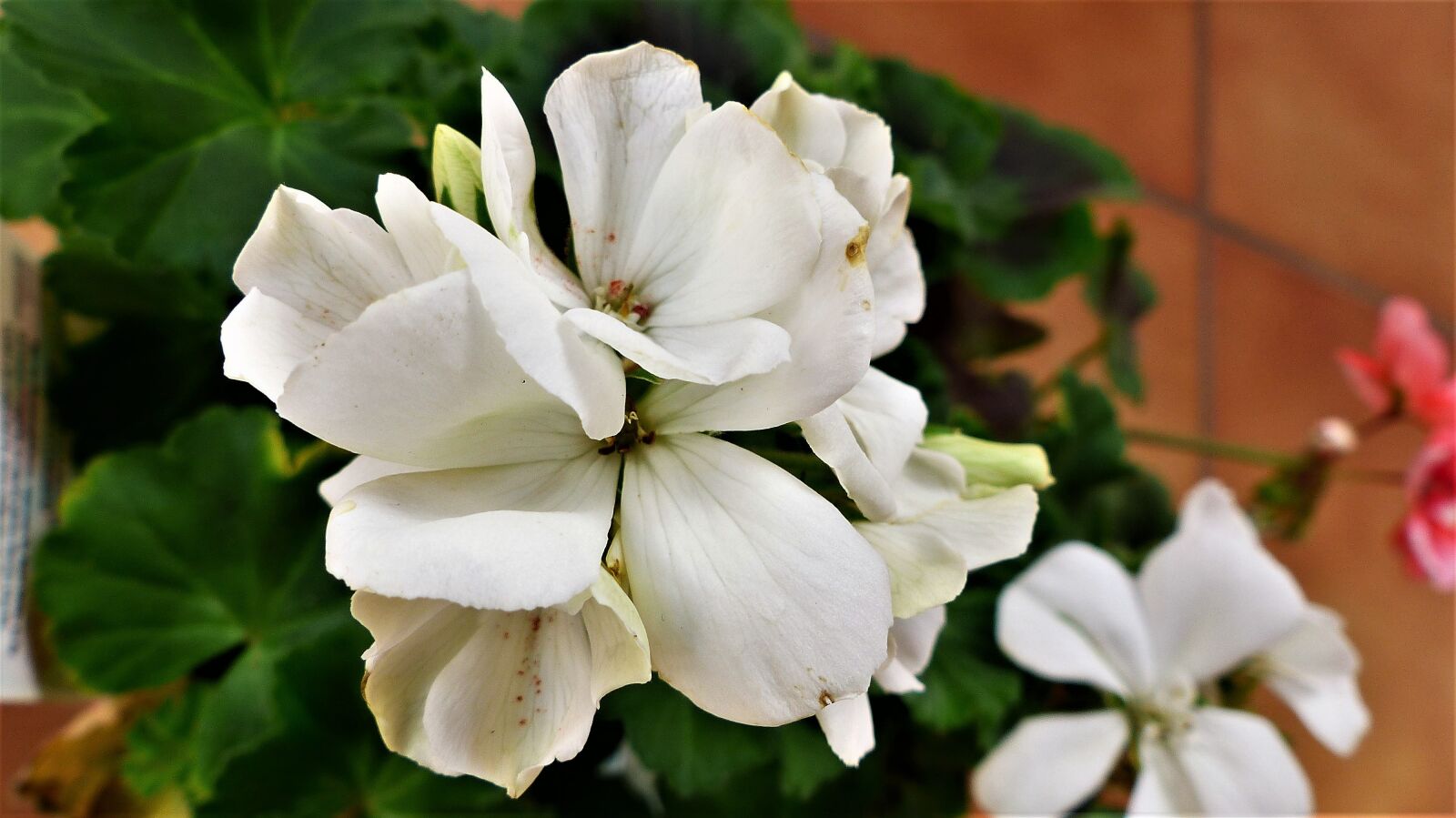 Panasonic Lumix DMC-FZ200 sample photo. Flower, plant, nature photography