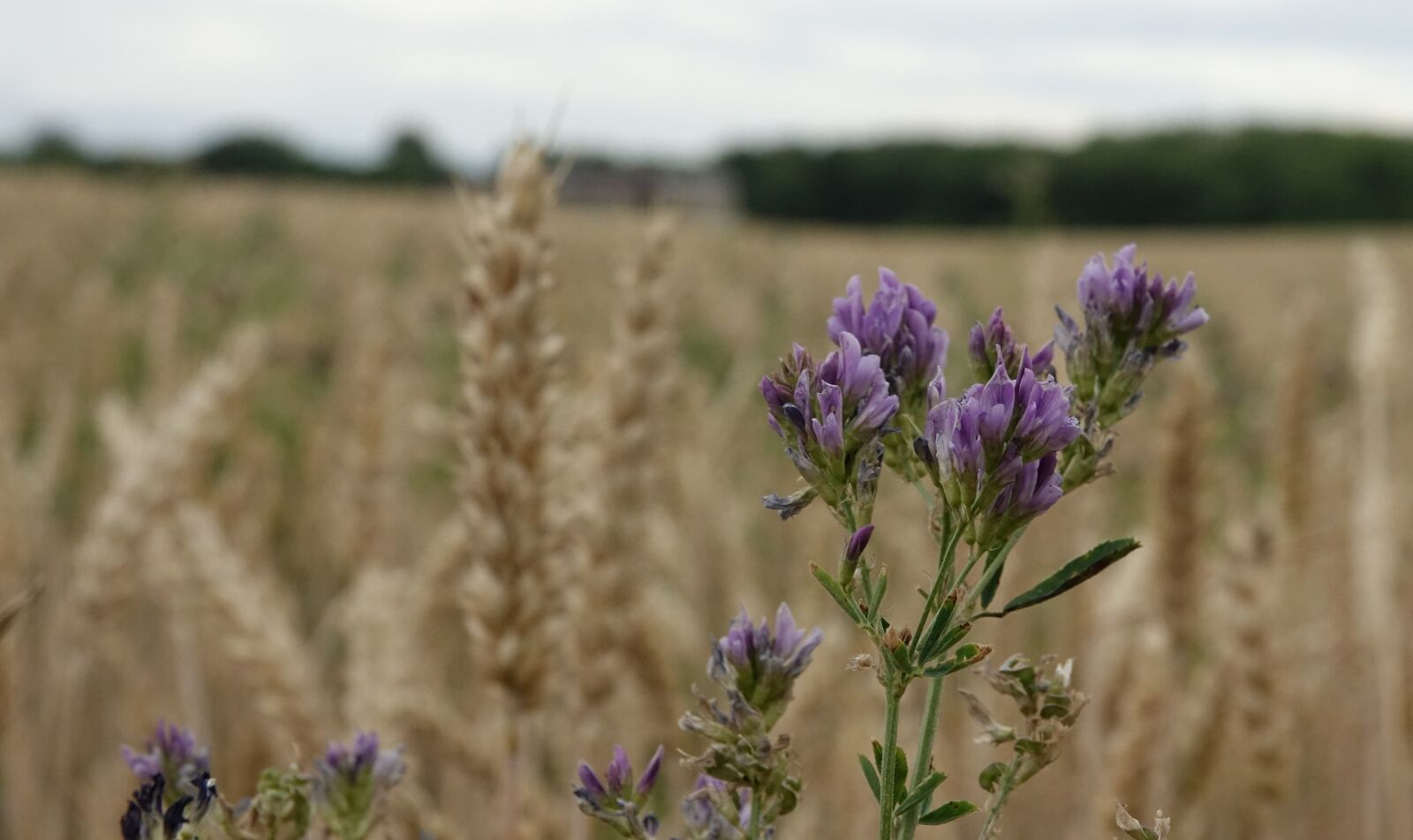 Sony Cyber-shot DSC-RX10 III sample photo. Field, grain, lucerne photography