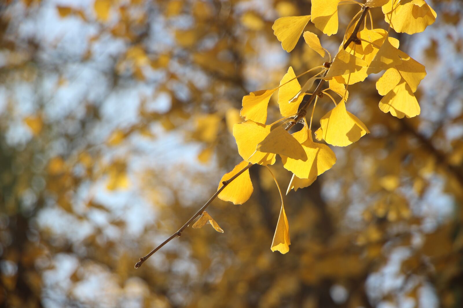 Canon EOS 600D (Rebel EOS T3i / EOS Kiss X5) sample photo. Winter, early winter, leaf photography