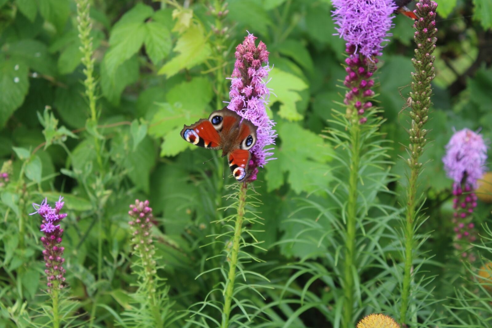 Canon EOS 1200D (EOS Rebel T5 / EOS Kiss X70 / EOS Hi) sample photo. A garden plant, butterfly photography